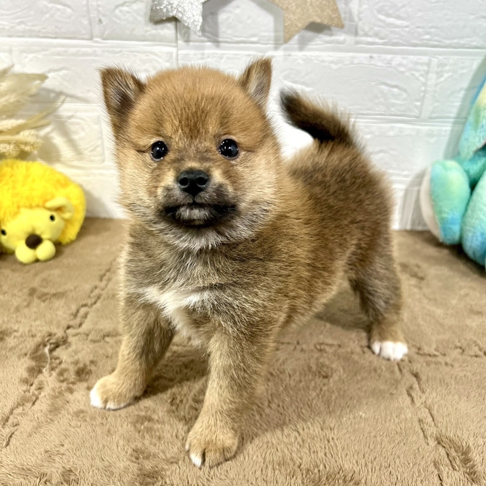 兵庫県のポメ柴/豆ポメ/ポメ豆柴(ポメラニアン×柴犬) (犬の家＆猫の里ニッケパークタウン加古川店/2025年11月9日生まれ/男の子/赤)の子犬の3枚目の画像