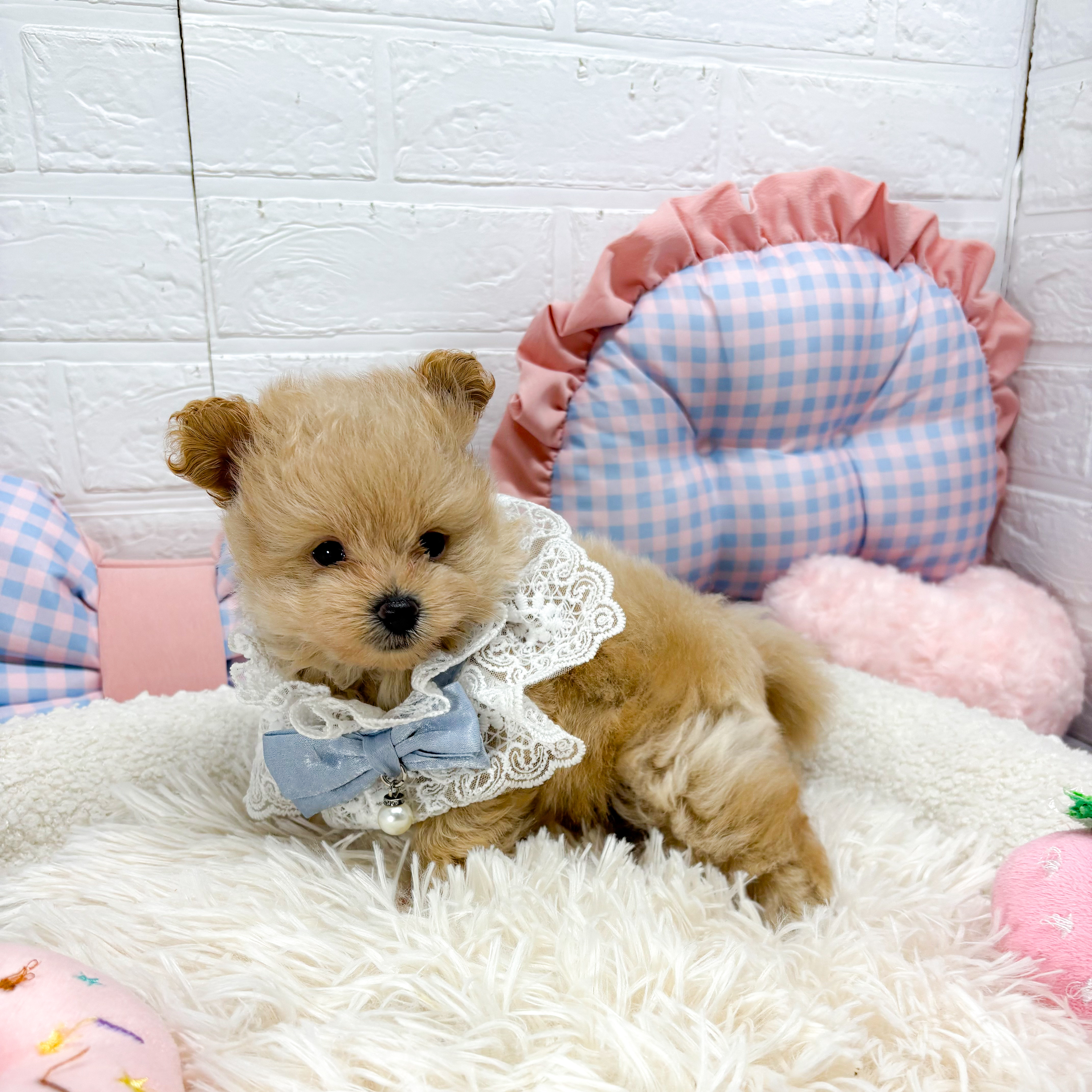 神奈川県のポメプー(ポメラニアン×プードル) (犬の家＆猫の里元住吉ブレーメン通り店/2025年7月13日生まれ/男の子/アプリコット)の子犬の3枚目の画像