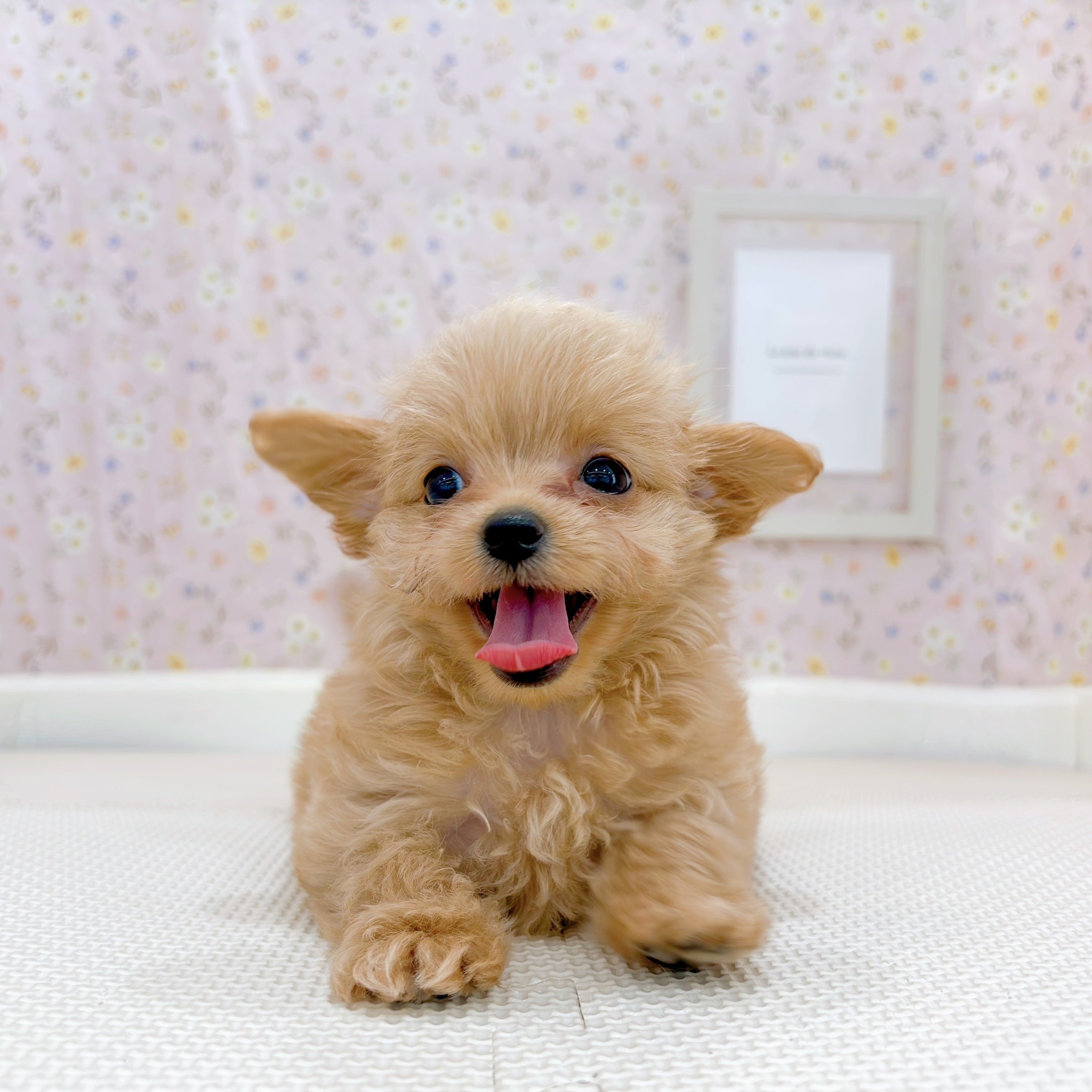 石川県のチワプー/プーチー(チワワ×プードル) (犬の家＆猫の里金沢店/2025年9月15日生まれ/女の子/アプリコット)の子犬の3枚目の画像