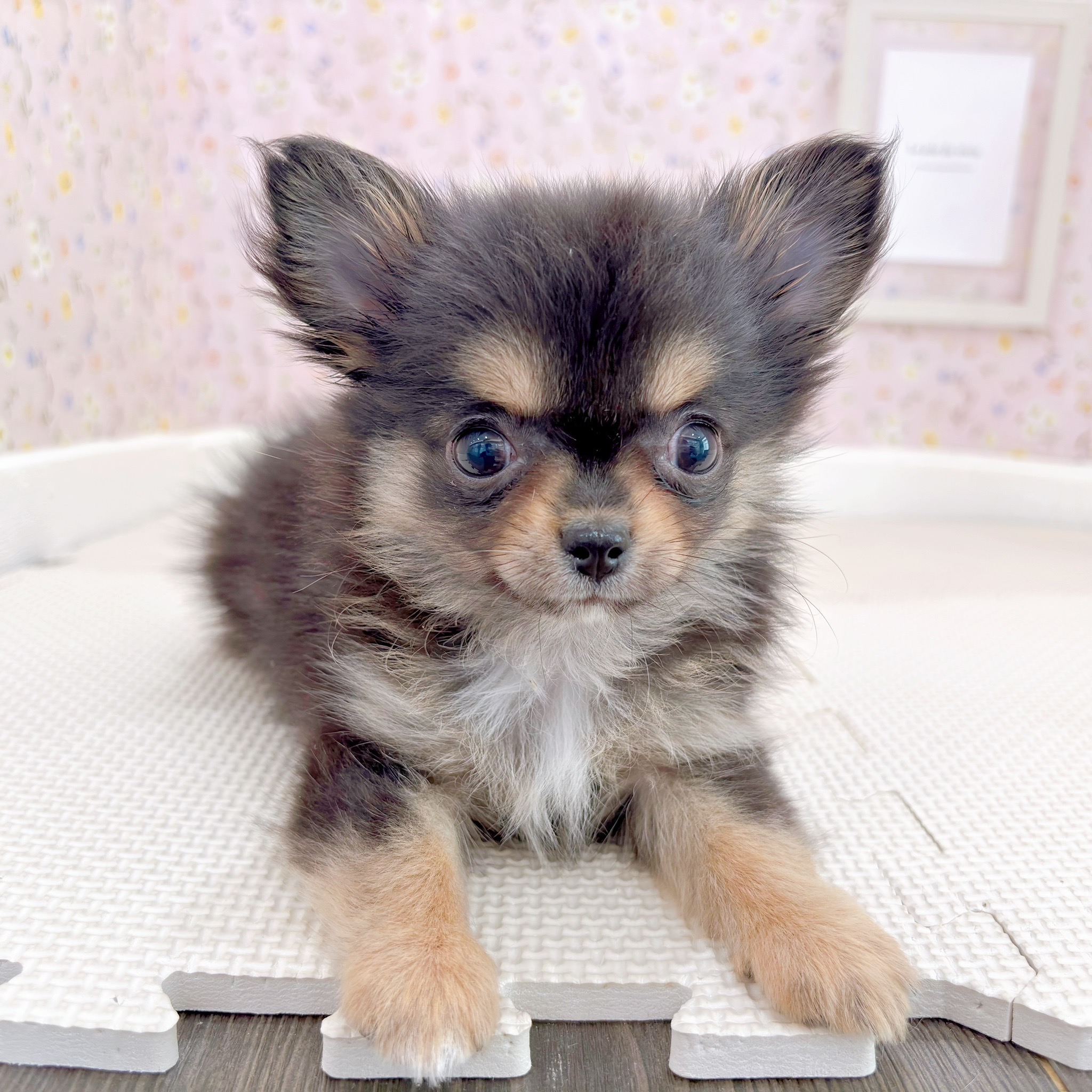 石川県のチワワ(ロング) (犬の家＆猫の里金沢店/2025年9月15日生まれ/女の子/ブラックタンホワイト)の子犬の3枚目の画像