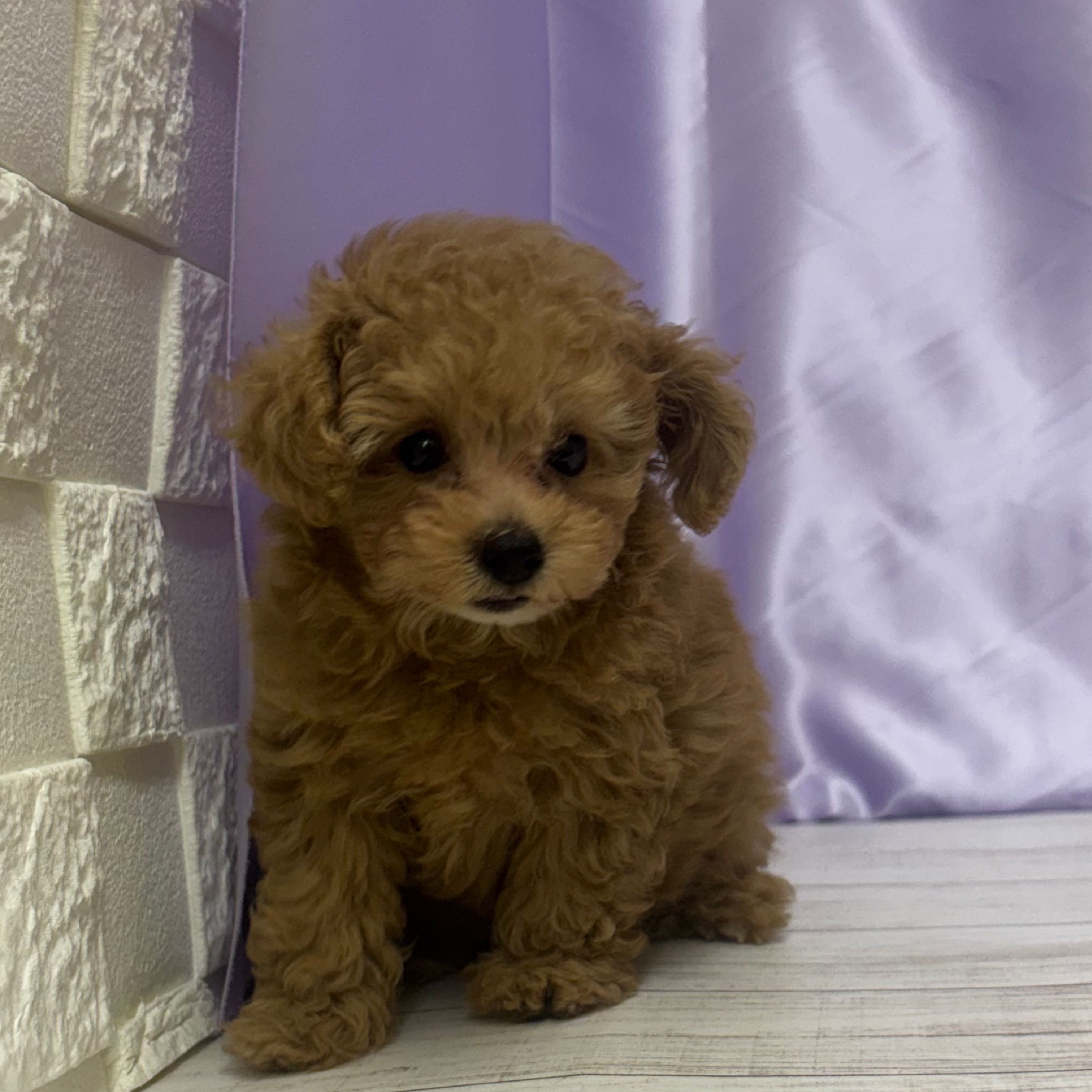兵庫県のトイプードル(トイ) (犬の家＆猫の里尼崎店/2025年7月23日生まれ/女の子/オレンジフォーン)の子犬の3枚目の画像