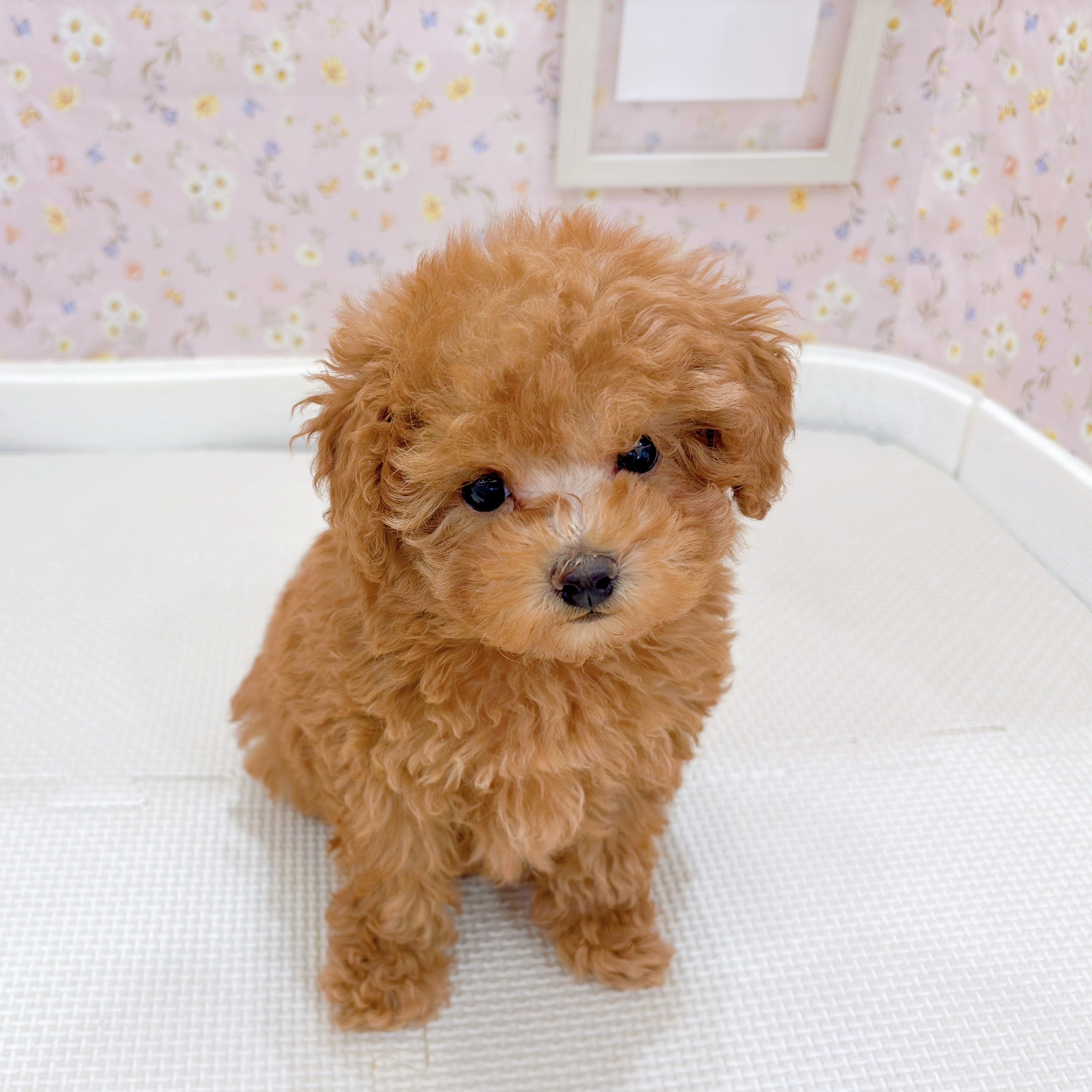 石川県のトイプードル(トイ) (犬の家＆猫の里金沢店/2025年9月8日生まれ/女の子/レッド)の子犬の1枚目の画像