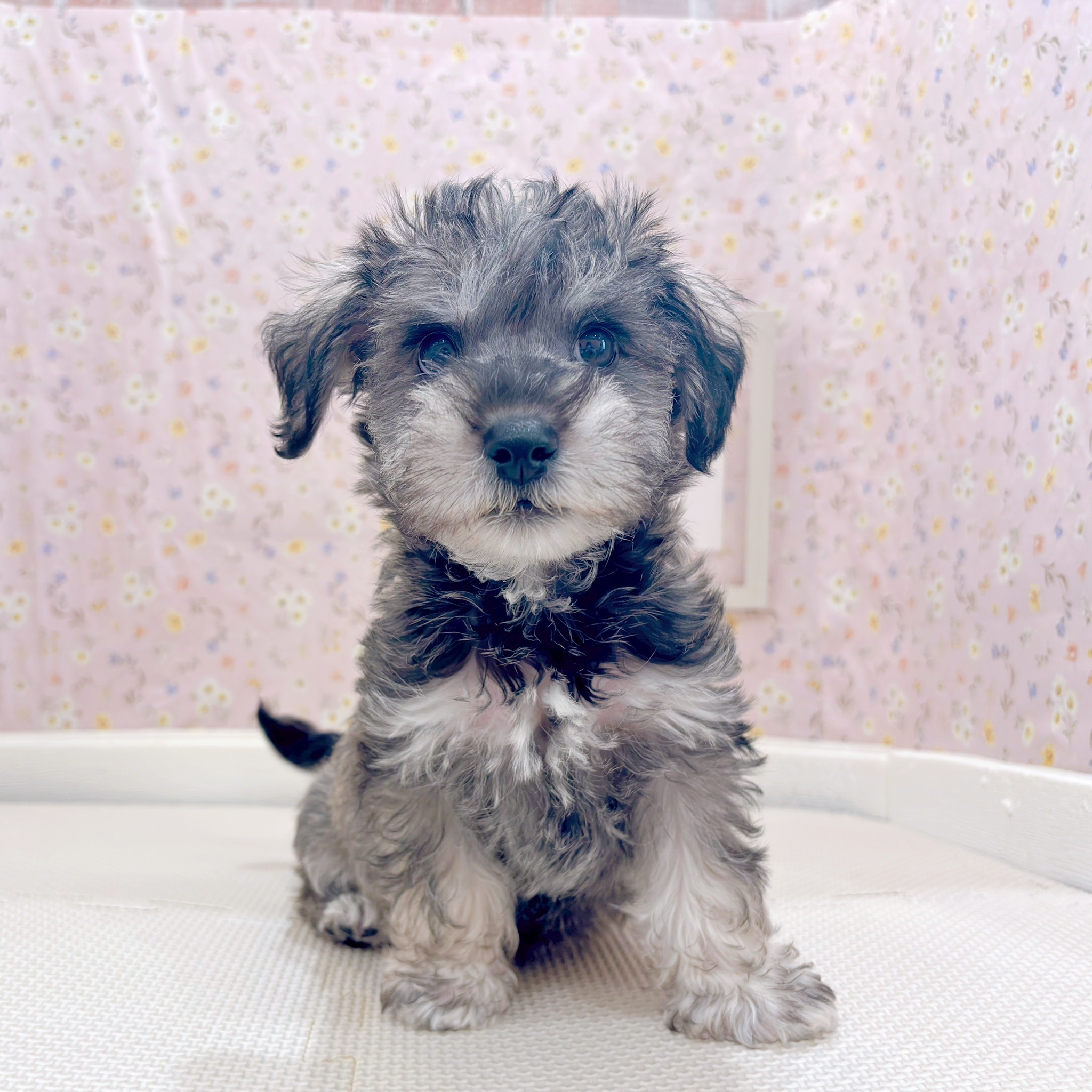 石川県のハーフ犬・ミックス犬 (犬の家＆猫の里金沢店/2025年9月15日生まれ/男の子/ソルトペッパー)の子犬の3枚目の画像