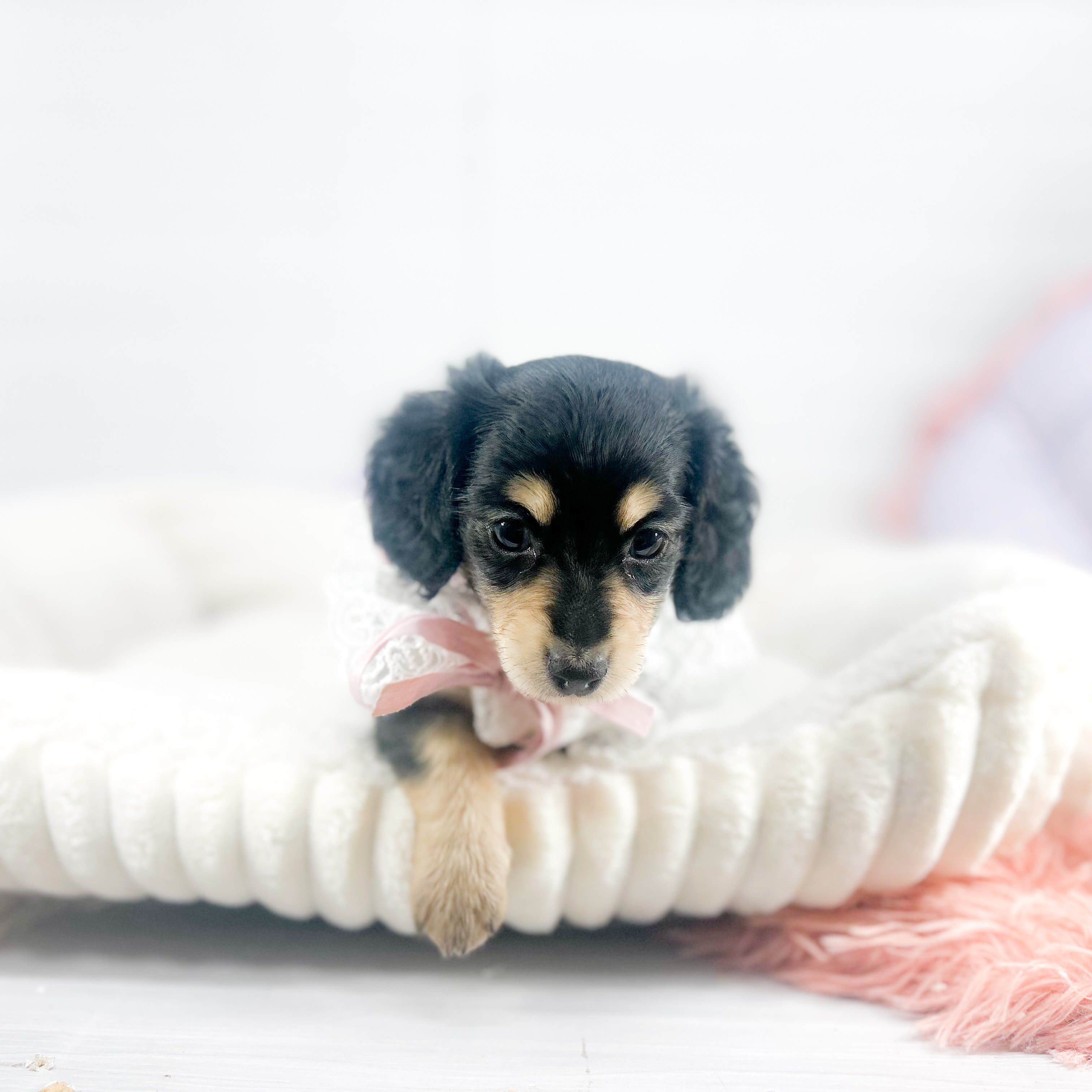 神奈川県のカニンヘンダックスフンド(ロング) (犬の家＆猫の里元住吉ブレーメン通り店/2025年7月1日生まれ/女の子/ブラックタン)の子犬の3枚目の画像