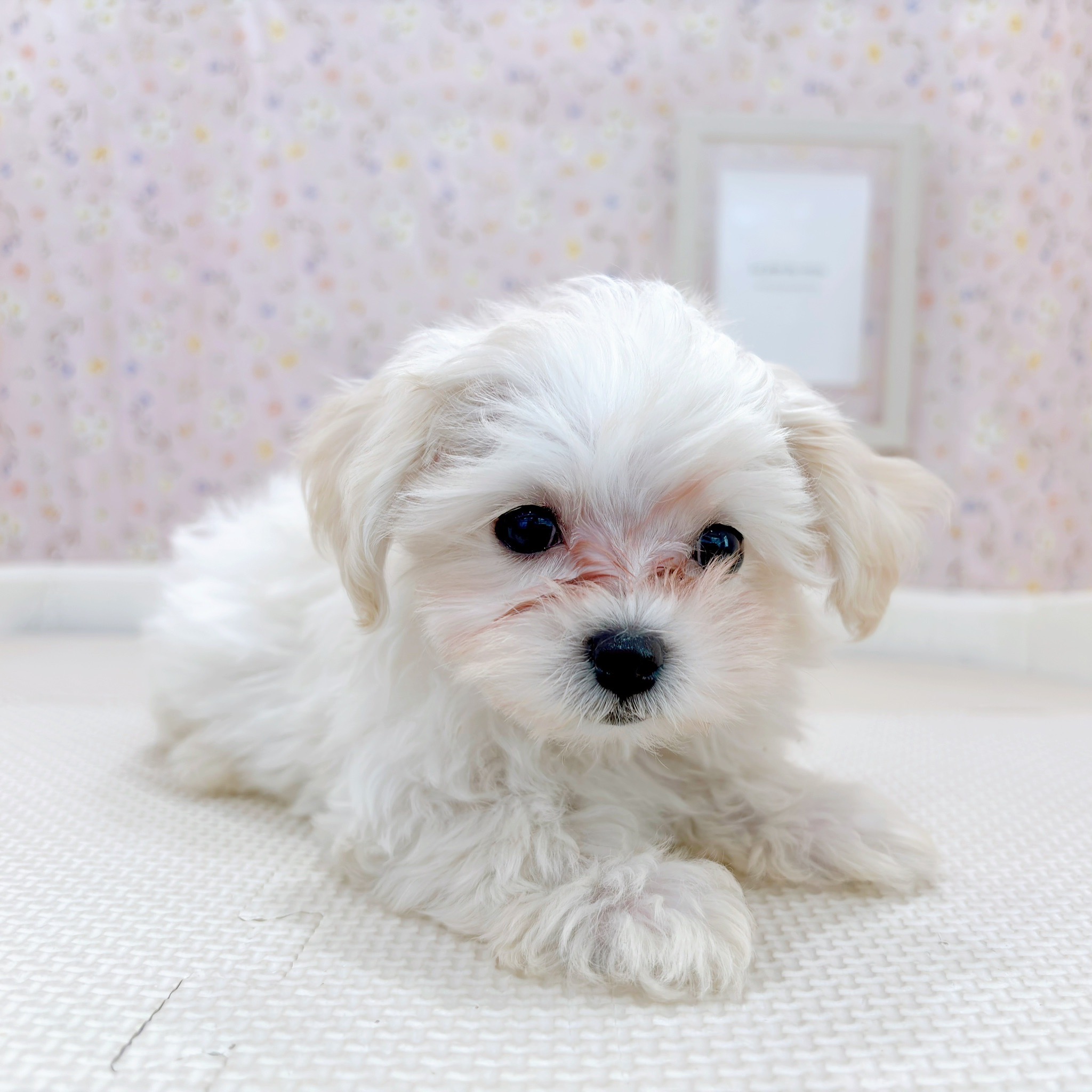 石川県のマルプー(マルチーズ×プードル) (犬の家＆猫の里金沢店/2025年9月11日生まれ/女の子/クリームホワイト)の子犬の3枚目の画像