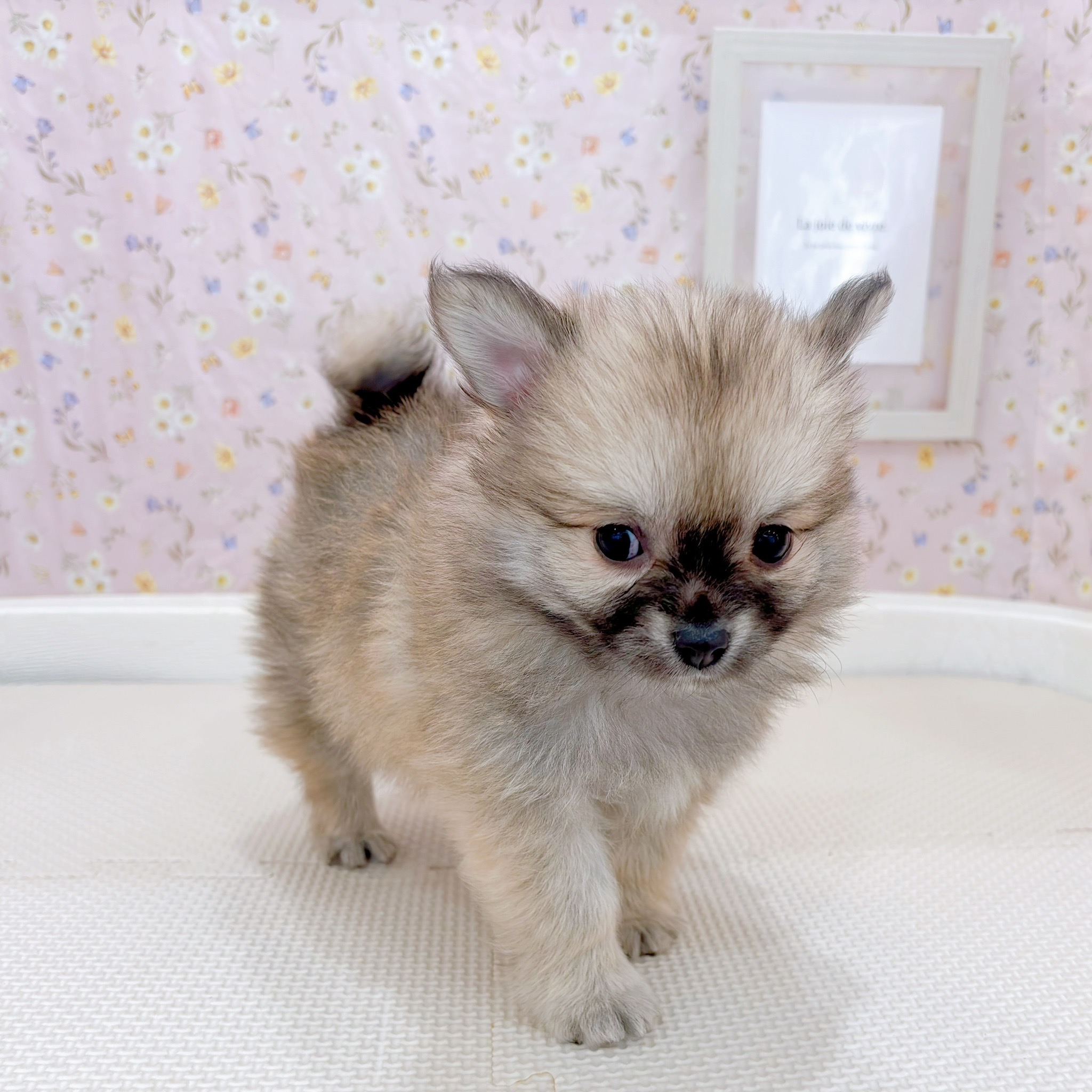 石川県のポメチワ/チワポメ/ポメチー(ポメラニアン×チワワ) (犬の家＆猫の里金沢店/2025年9月15日生まれ/男の子/セーブル)の子犬の3枚目の画像
