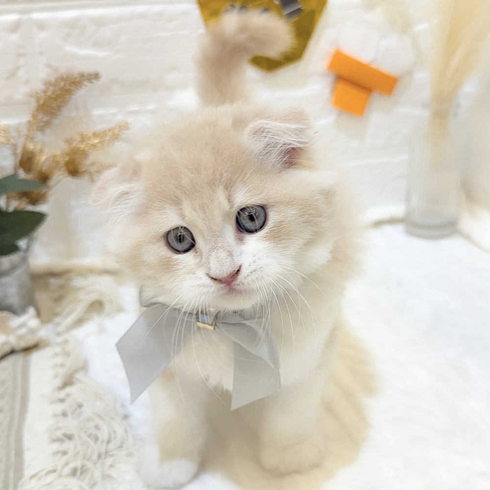 静岡県のスコティッシュフォールド (犬の家＆猫の里富士店/2025年7月9日生まれ/男の子/クリームタビーホワイト)の子猫の3枚目の画像