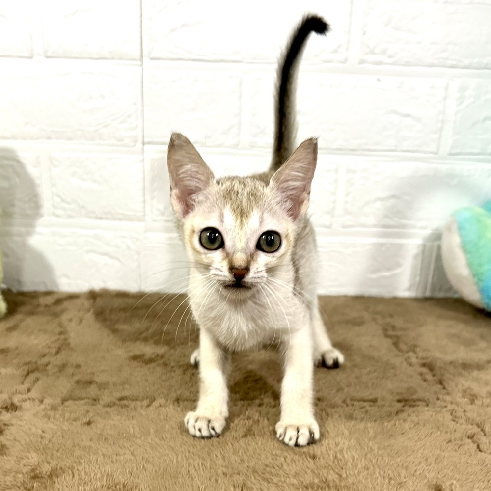兵庫県のシンガプーラ (犬の家＆猫の里ニッケパークタウン加古川店/2025年8月6日生まれ/女の子/セピアアグーティ)の子猫の3枚目の画像