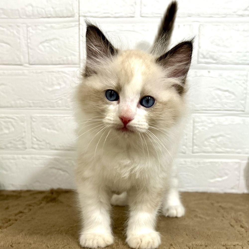 兵庫県のラグドール (犬の家＆猫の里ニッケパークタウン加古川店/2025年8月14日生まれ/女の子/シールポイントバイカラー)の子猫の3枚目の画像