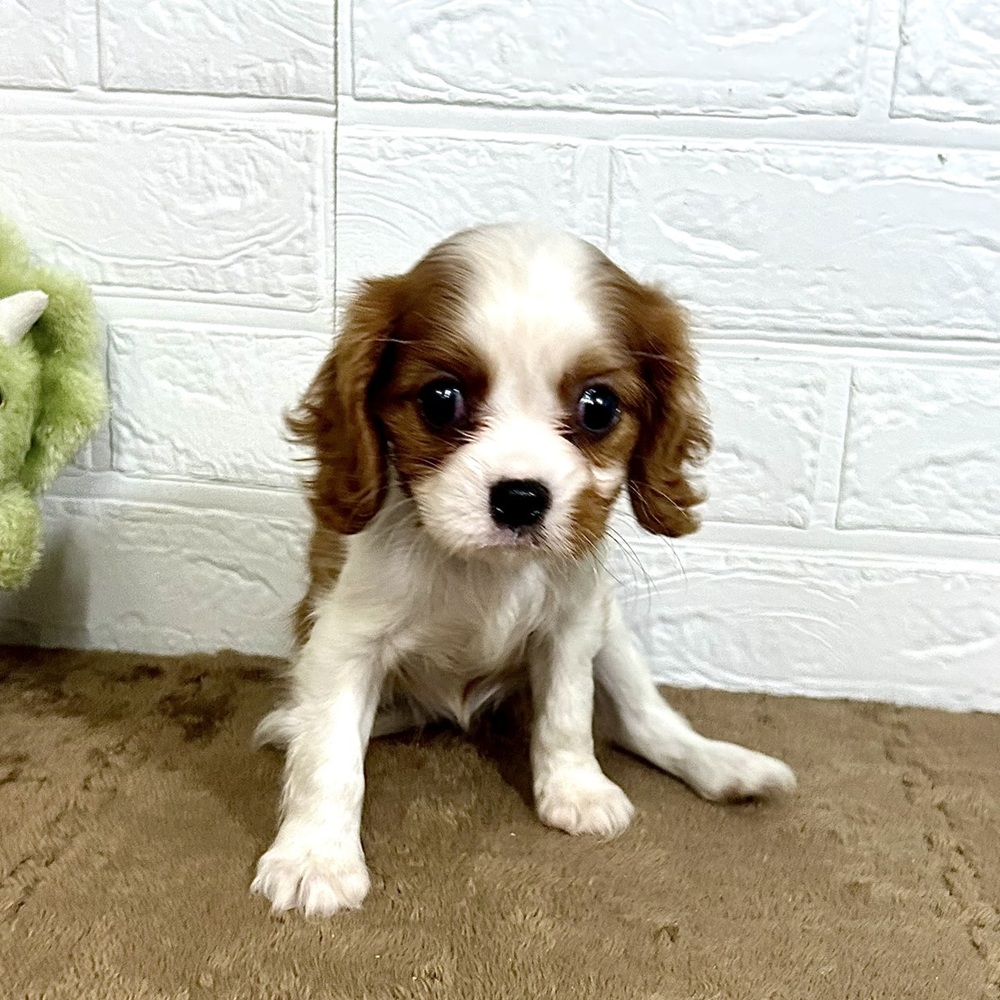 兵庫県のキャバリアキングチャールズスパニエル (犬の家＆猫の里ニッケパークタウン加古川店/2025年8月16日生まれ/女の子/ブレンハイム)の子犬の3枚目の画像