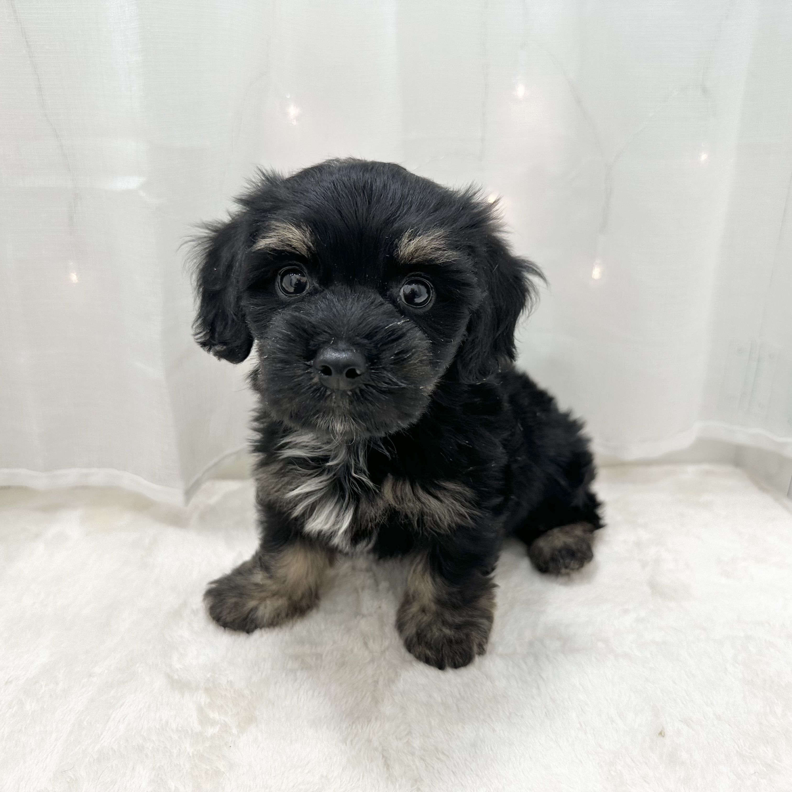 千葉県のマルックス(マルチーズ×ダックス) (犬の家＆猫の里BIGHOPガーデンモール印西店/2025年5月12日生まれ/男の子/ブラックタン)の子犬の1枚目の画像