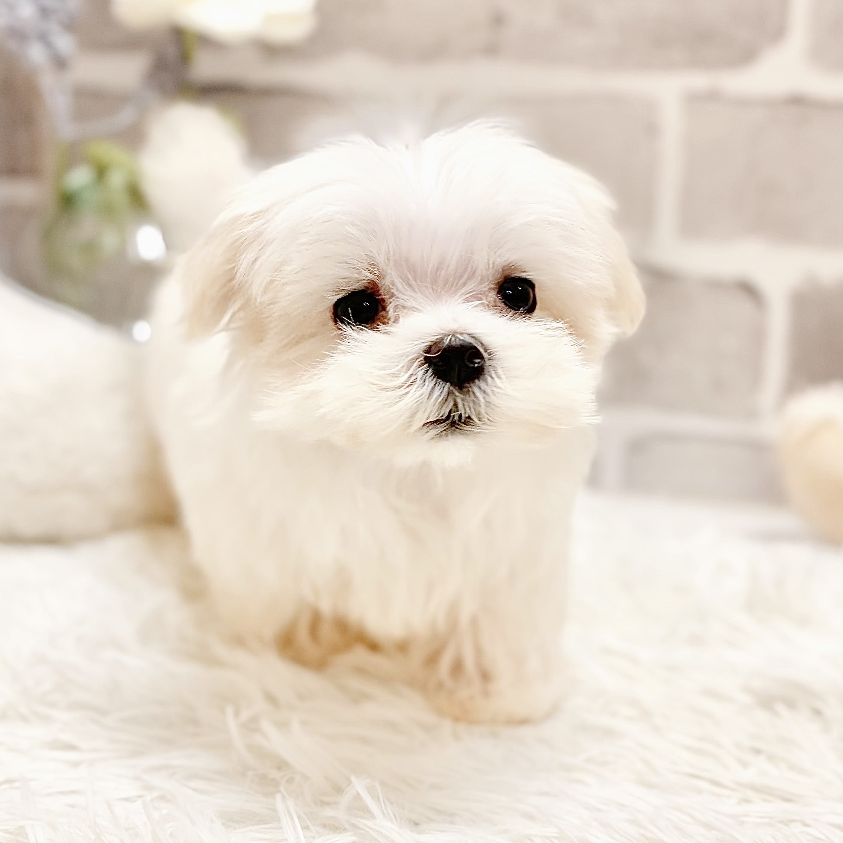 兵庫県のマルチーズ (犬の家＆猫の里神戸店/2026年4月9日生まれ/男の子/ホワイト)の子犬の3枚目の画像