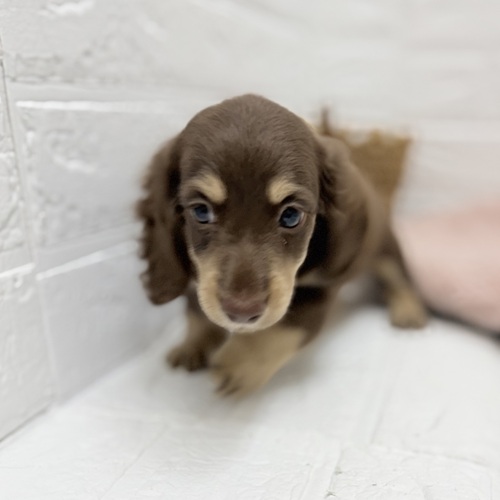 愛知県のミニチュアダックスフンド(ロング) (犬の家＆猫の里豊川インター店/2025年8月16日生まれ/女の子/チョコレートイエロー)の子犬の3枚目の画像