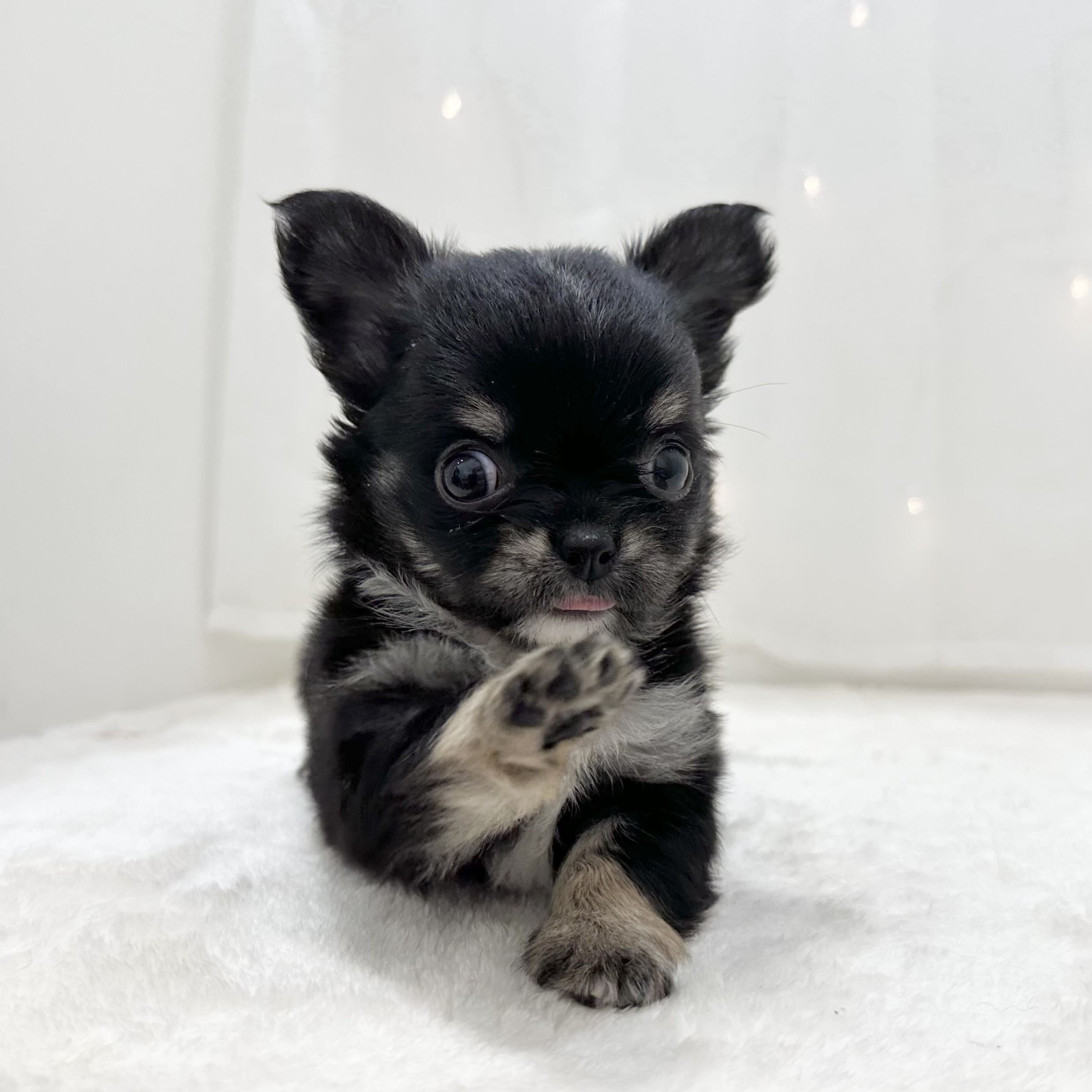 千葉県のチワワ(ロング) (犬の家＆猫の里BIGHOPガーデンモール印西店/2025年5月13日生まれ/男の子/ブラックタンホワイト)の子犬の3枚目の画像