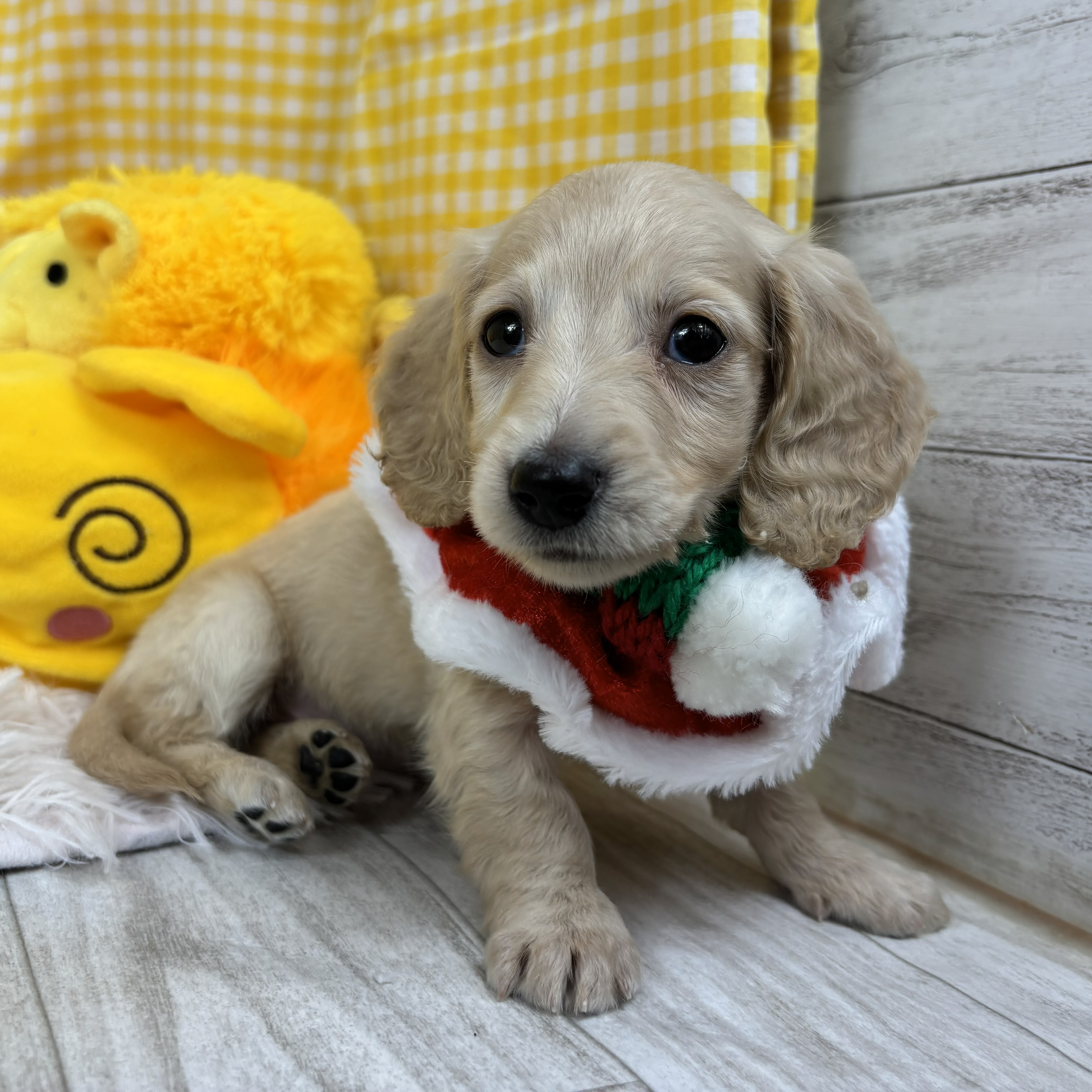 兵庫県のミニチュアダックスフンド(ロング) (犬の家＆猫の里川西店/2025年10月15日生まれ/女の子/イエロー)の子犬の1枚目の画像