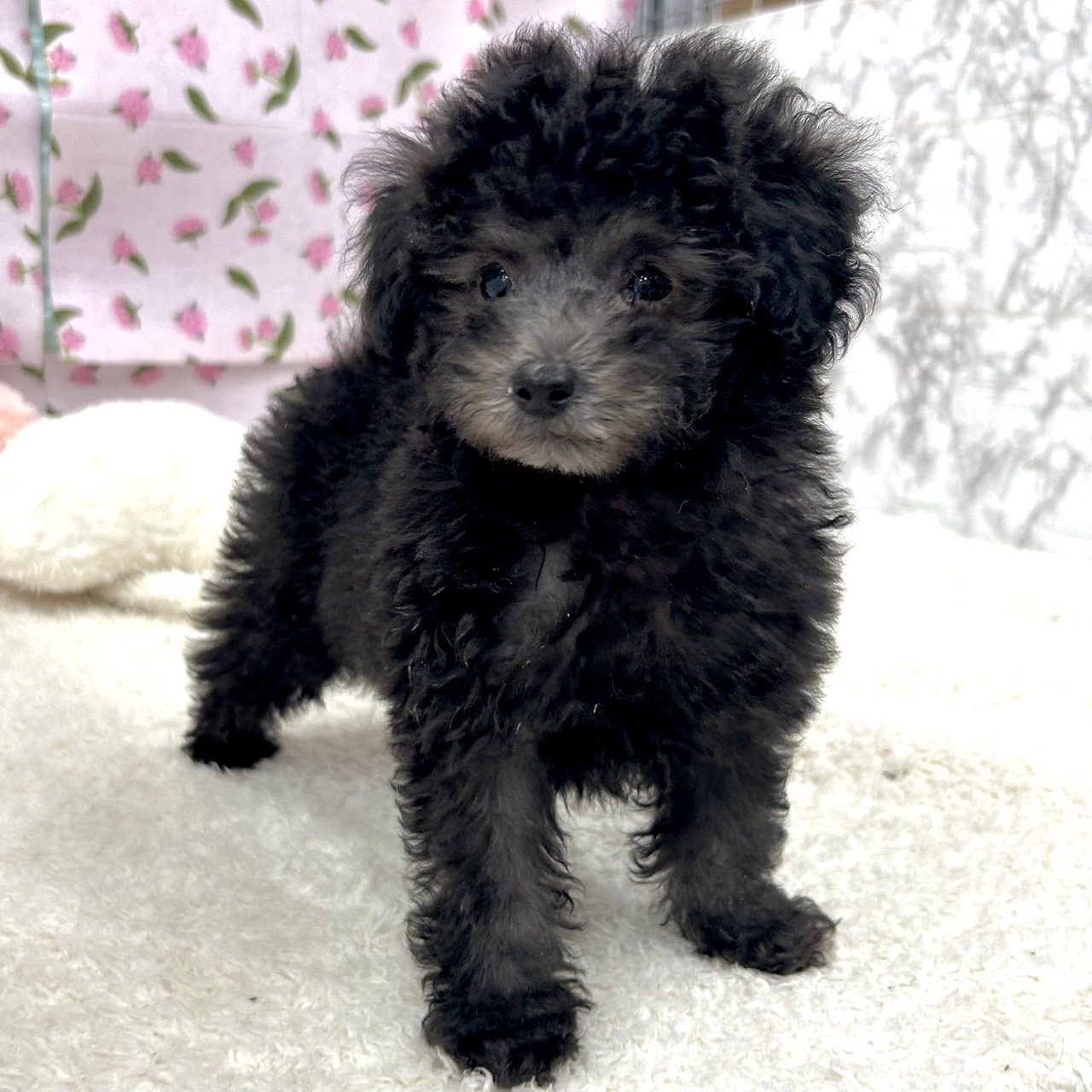 愛知県のトイプードル(トイ) (犬の家＆猫の里エアポートウォーク店/2026年5月28日生まれ/女の子/シルバー)の子犬の3枚目の画像