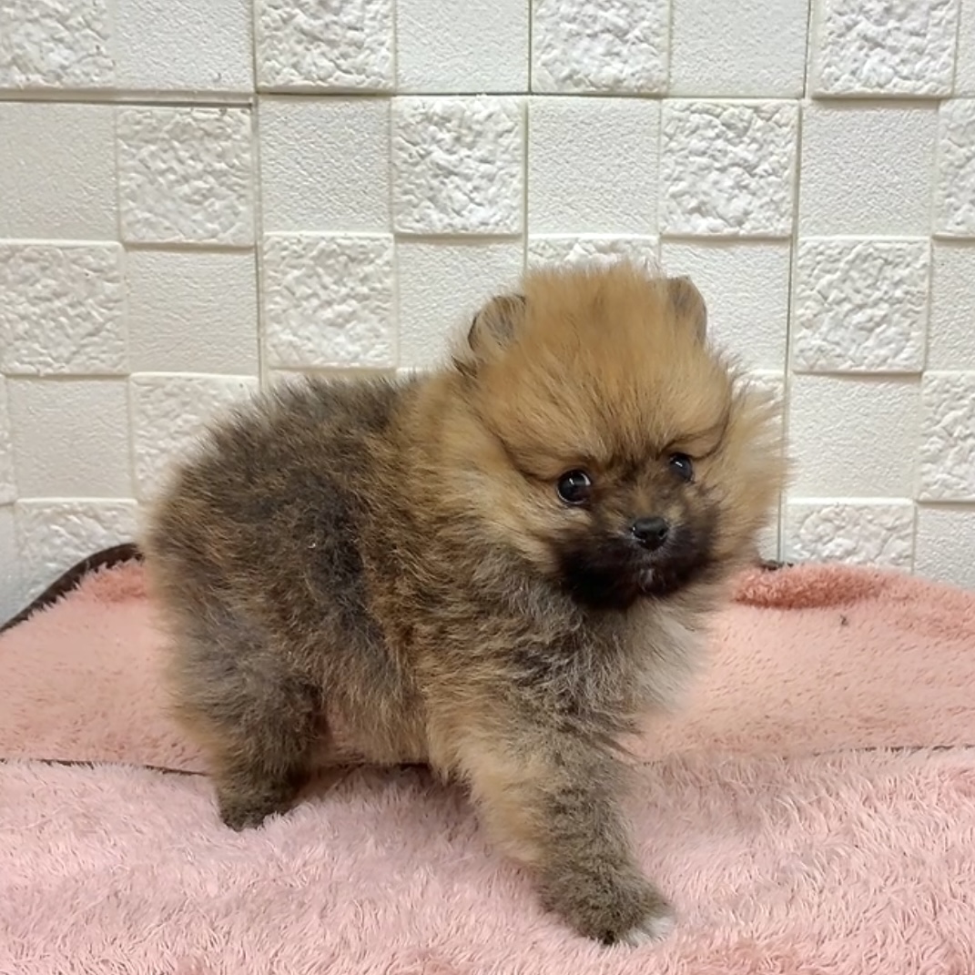 愛知県のポメラニアン (犬の家＆猫の里碧南店/2025年10月20日生まれ/男の子/オレンジセーブル)の子犬の3枚目の画像