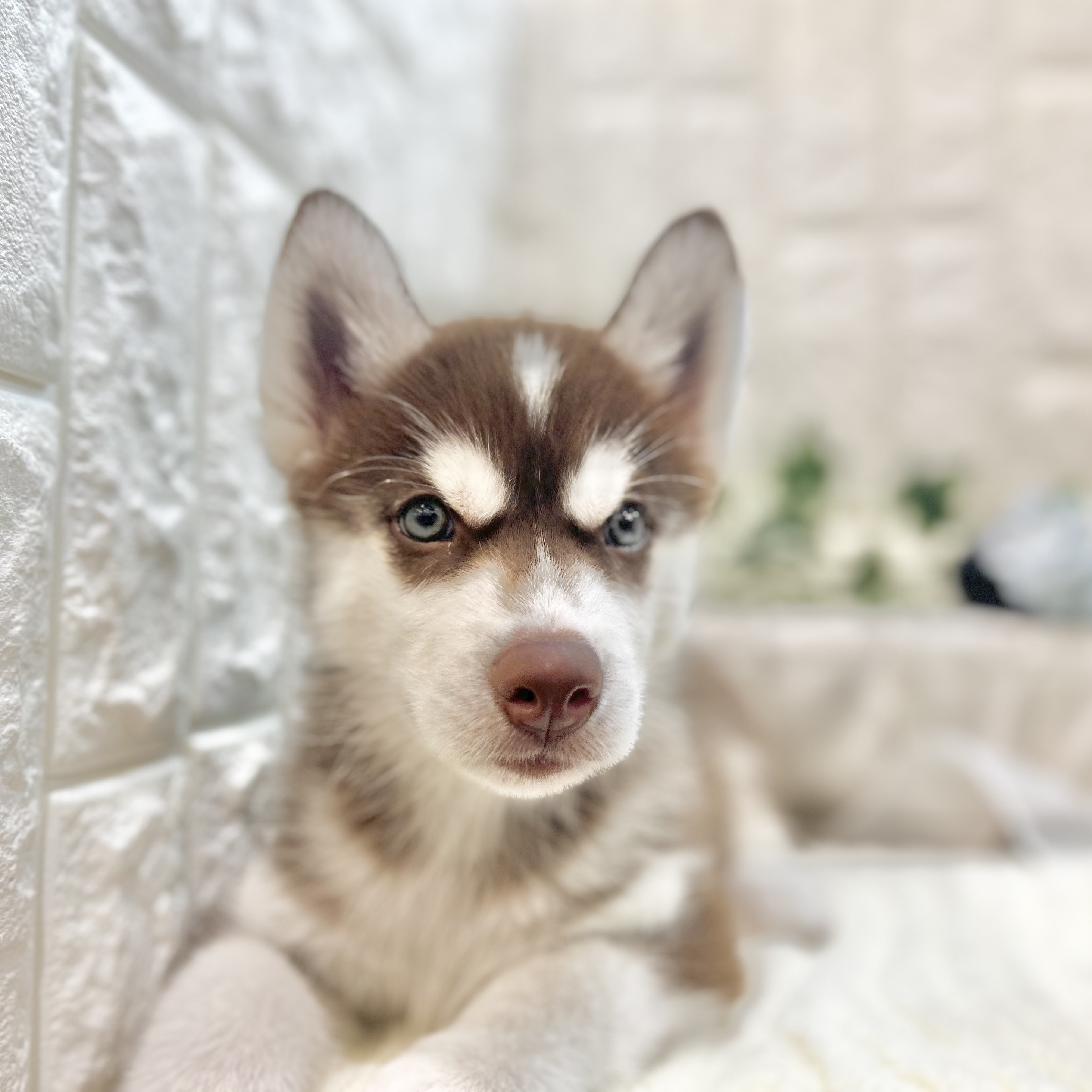 岡山県のシベリアンハスキー (犬の家＆猫の里倉敷店/2025年6月9日生まれ/男の子/チョコレートホワイト)の子犬の3枚目の画像