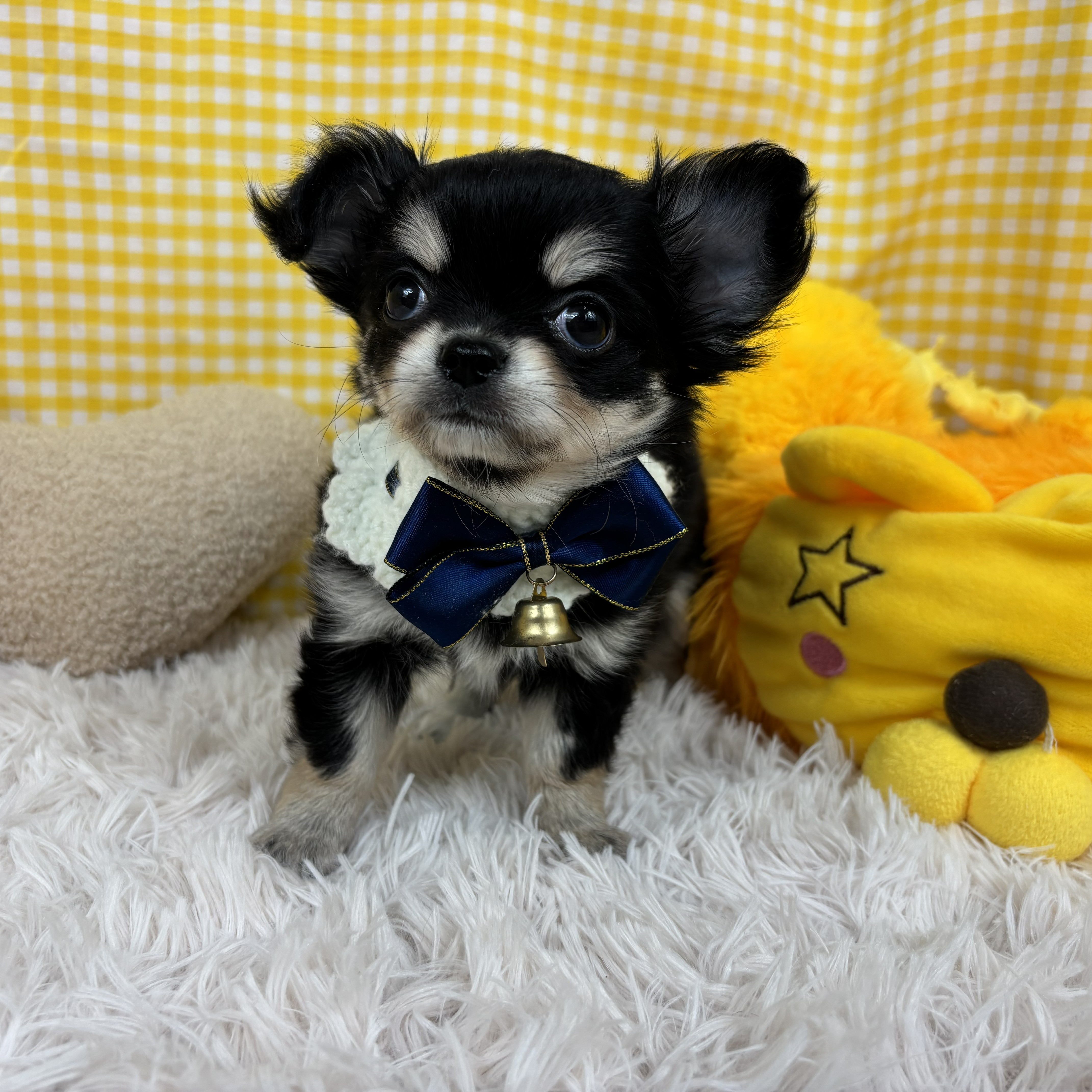 兵庫県のチワワ(ロング) (犬の家＆猫の里川西店/2025年10月22日生まれ/女の子/ブラッククリームタン)の子犬の3枚目の画像