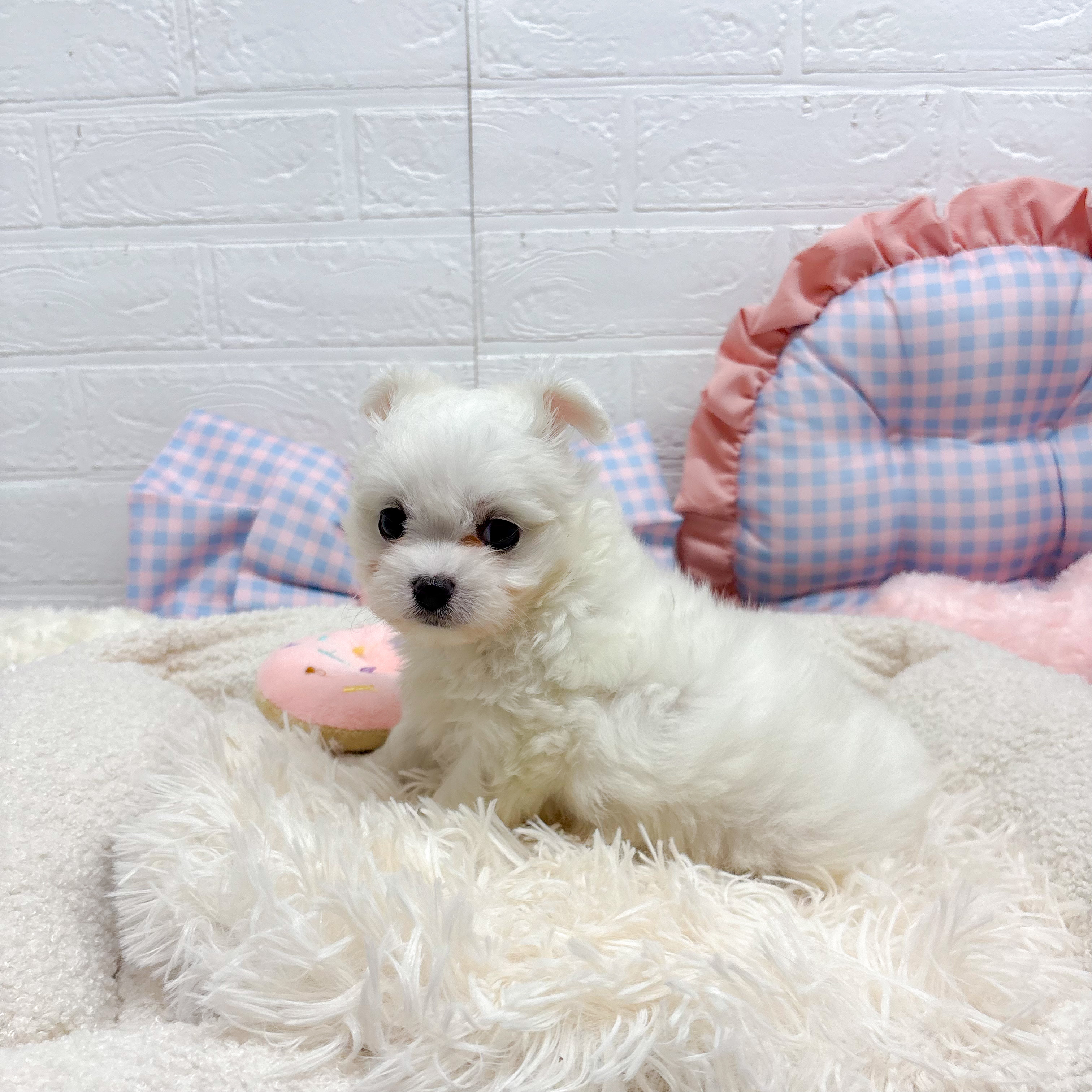 神奈川県のマルチーズ (犬の家＆猫の里元住吉ブレーメン通り店/2025年7月12日生まれ/男の子/ホワイト)の子犬の3枚目の画像