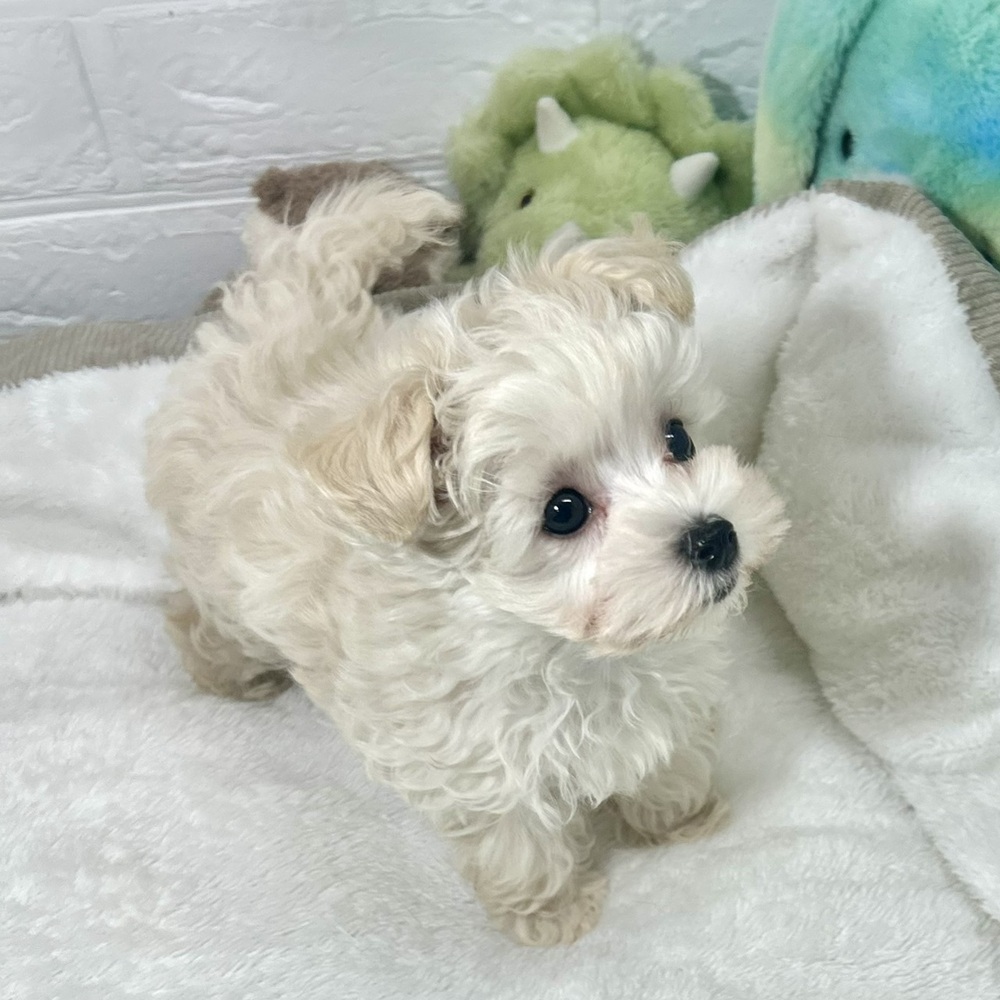兵庫県のマルプー(マルチーズ×プードル) (犬の家＆猫の里ニッケパークタウン加古川店/2026年1月4日生まれ/男の子/クリーム)の子犬の3枚目の画像