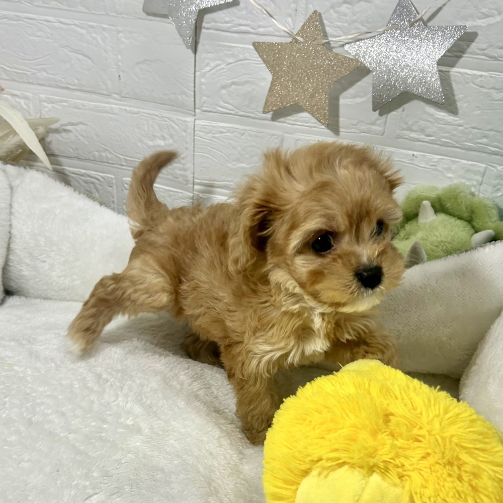 兵庫県のキャバプー(キャバリア×プードル) (犬の家＆猫の里ニッケパークタウン加古川店/2026年1月8日生まれ/男の子/レッド)の子犬の3枚目の画像