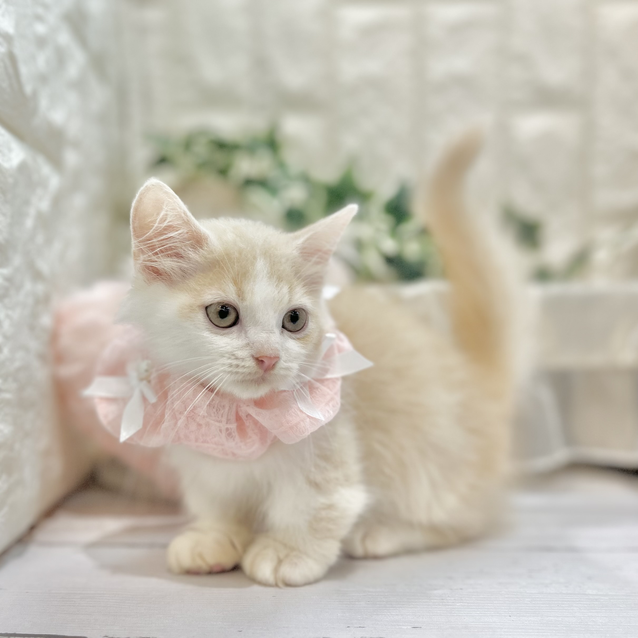 岡山県のミヌエット (犬の家＆猫の里倉敷店/2025年5月31日生まれ/男の子/クリームタビーホワイト)の子猫の3枚目の画像