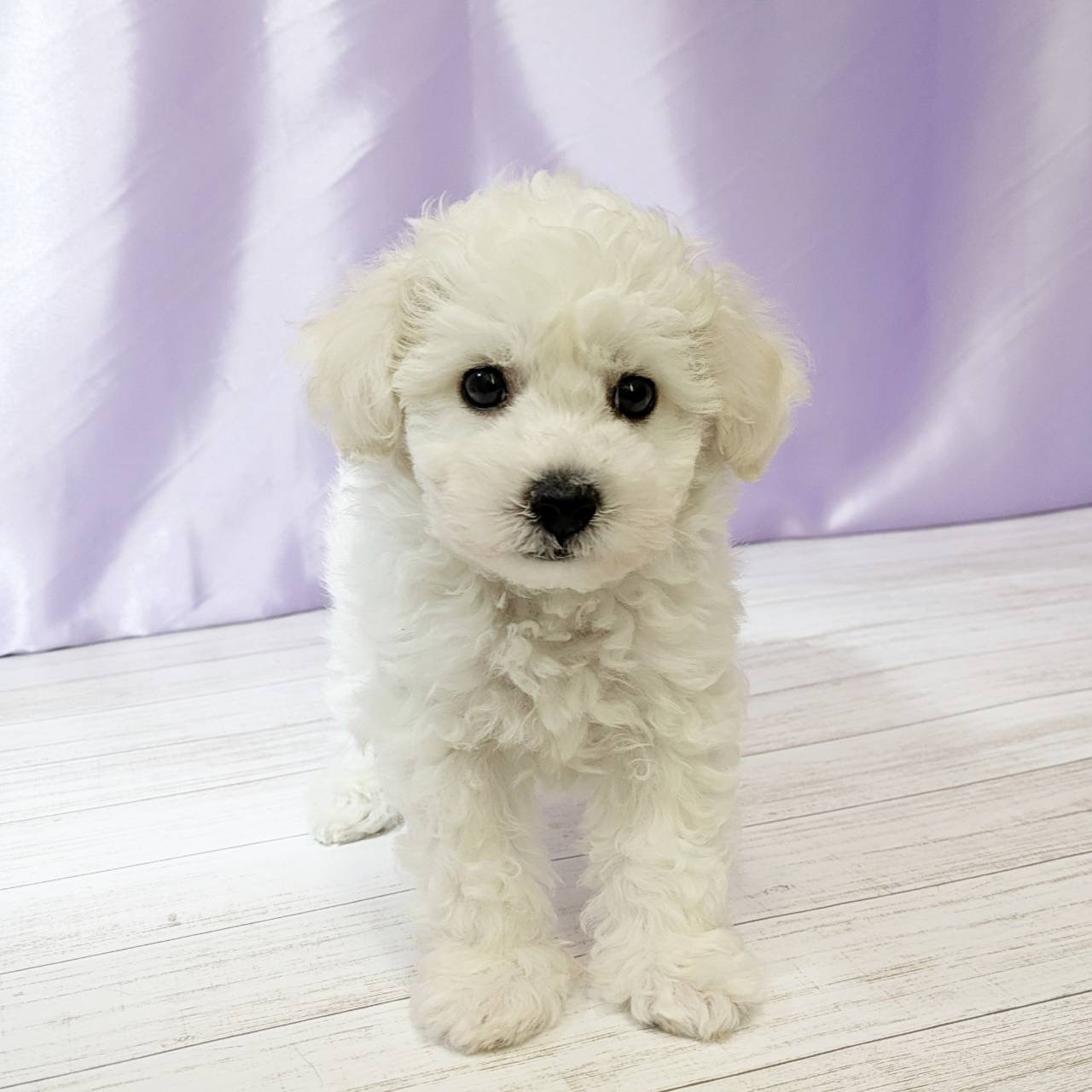 兵庫県のビションフリーゼ (犬の家＆猫の里尼崎店/2025年8月5日生まれ/男の子/ホワイト)の子犬の1枚目の画像