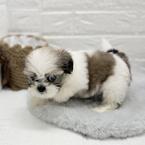 愛知県のシーズー (犬の家＆猫の里豊川インター店/2025年8月19日生まれ/男の子/ゴールドホワイト)の子犬の3枚目の画像