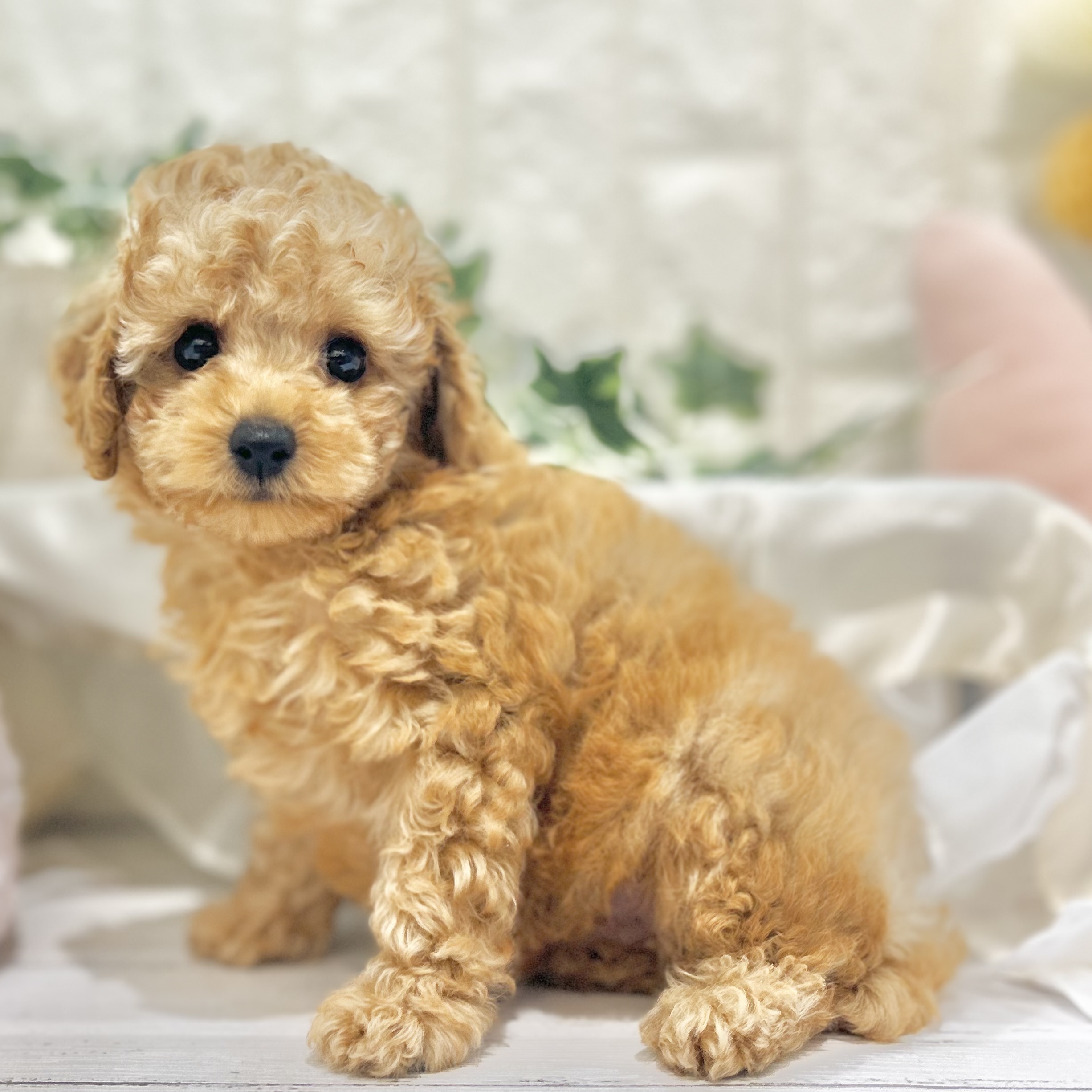 岡山県のトイプードル(トイ) (犬の家＆猫の里倉敷中庄店/2025年6月10日生まれ/男の子/レッドフォーン)の子犬の1枚目の画像