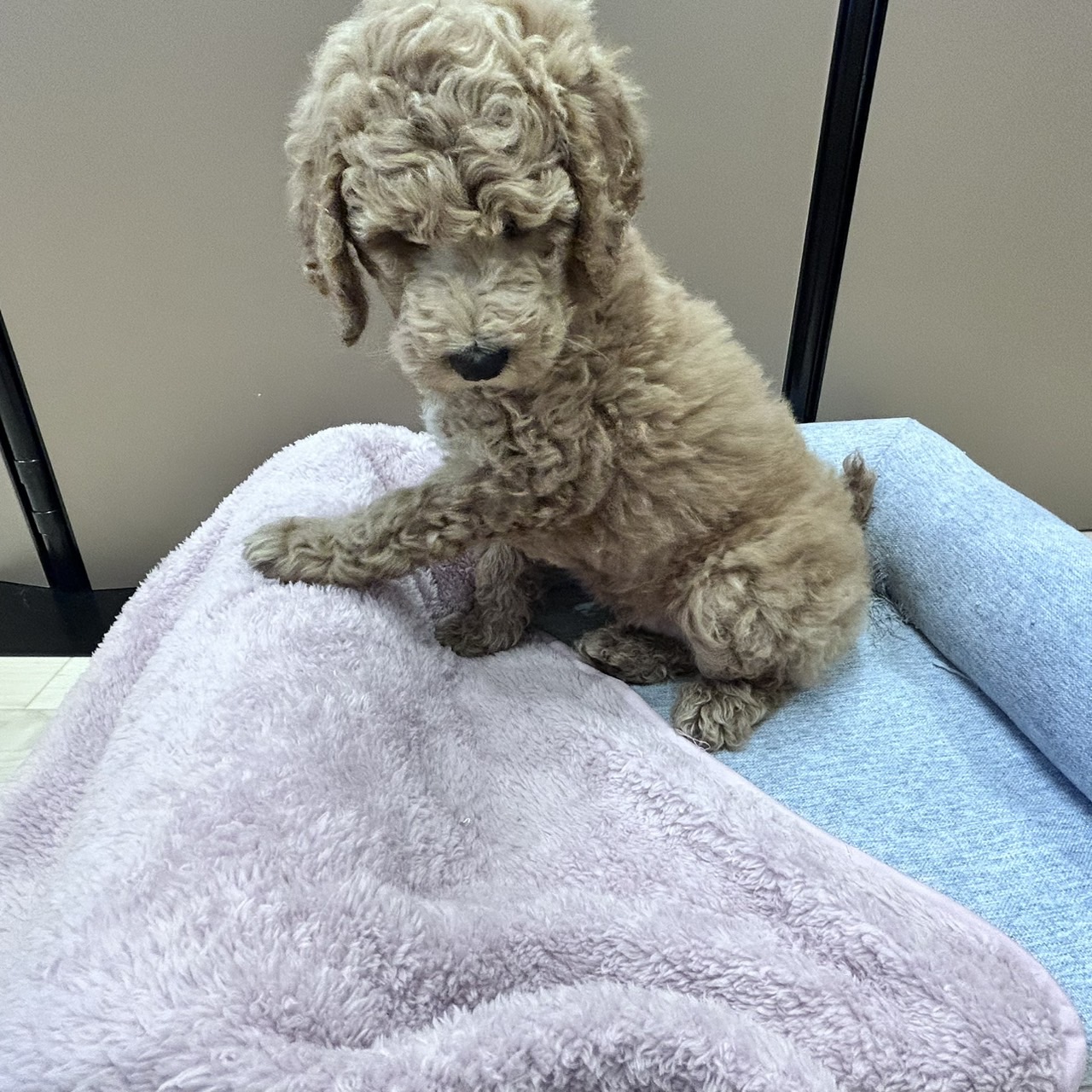 愛知県のスタンダードプードル (犬の家＆猫の里安城店/2026年1月24日生まれ/男の子/レッド)の子犬の3枚目の画像