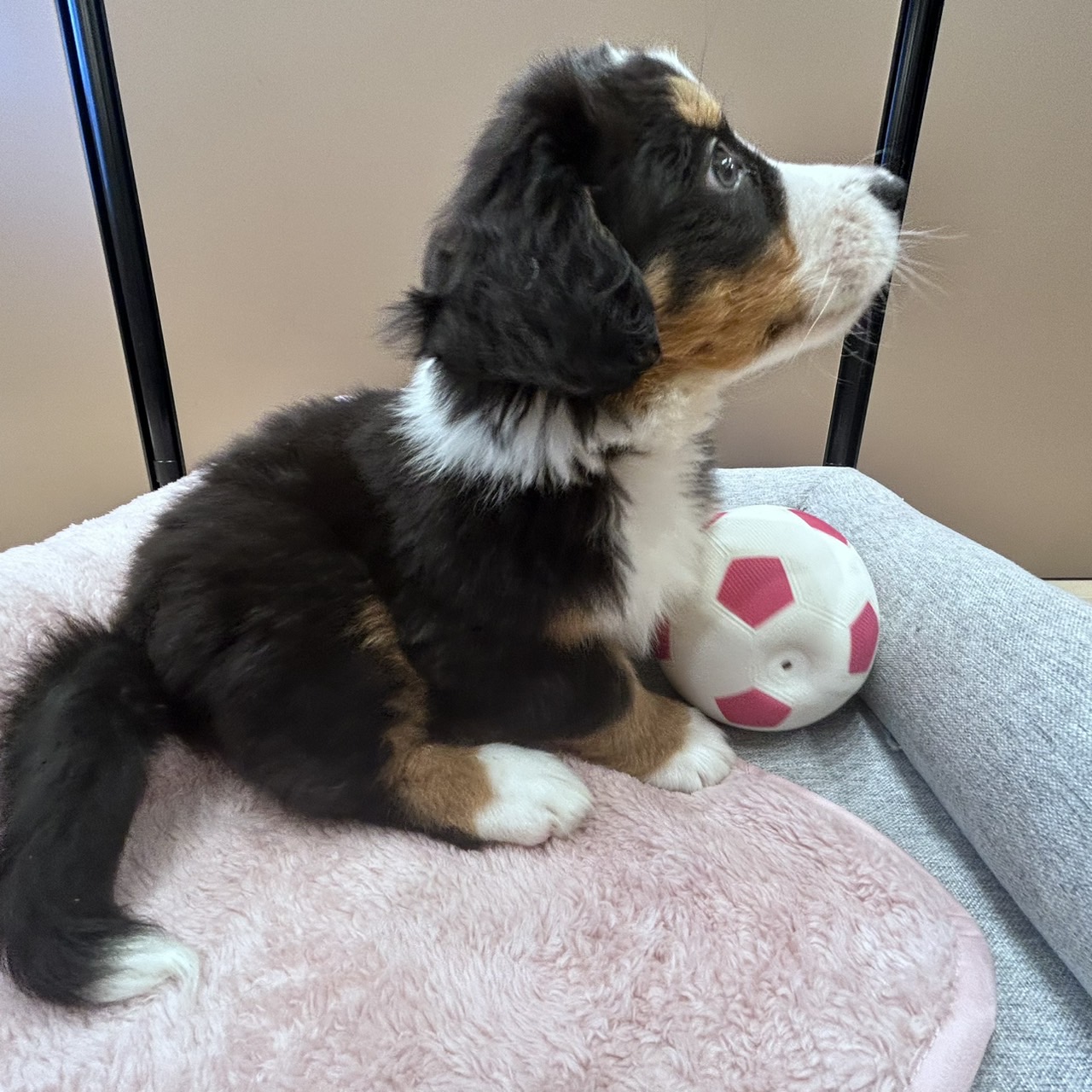 愛知県のバーニーズマウンテンドッグ (犬の家＆猫の里安城店/2026年1月24日生まれ/男の子/ブラックラストホワイト)の子犬の3枚目の画像