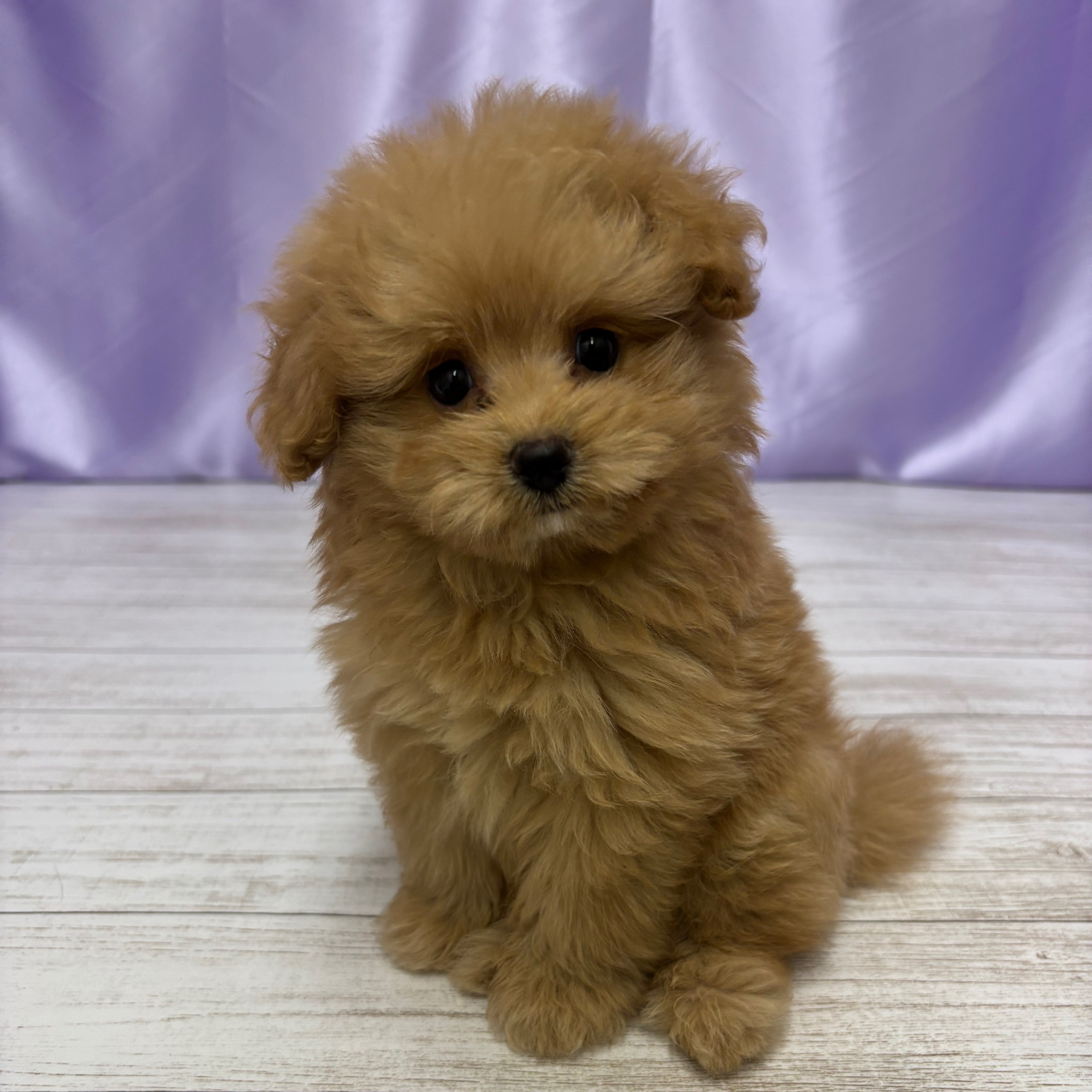 兵庫県のポメプー(ポメラニアン×プードル) (犬の家＆猫の里尼崎店/2025年8月9日生まれ/男の子/クリーム)の子犬の3枚目の画像