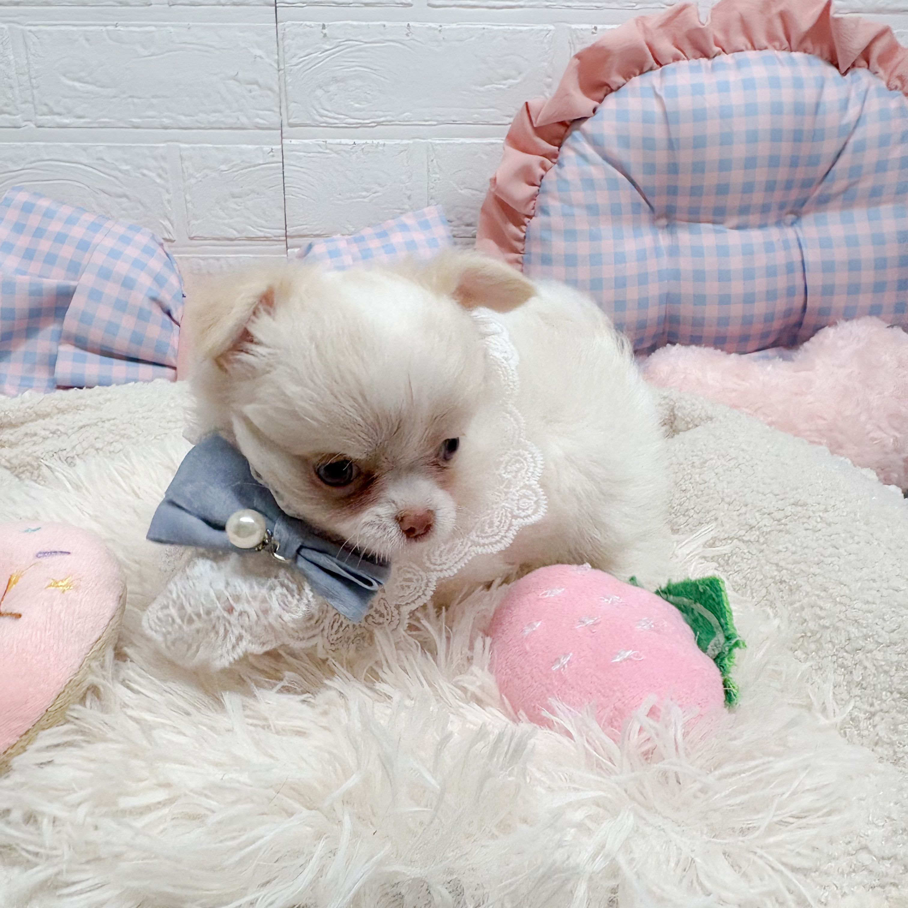 神奈川県のチワワ(ロング) (犬の家＆猫の里元住吉ブレーメン通り店/2025年7月14日生まれ/男の子/クリーム)の子犬の3枚目の画像