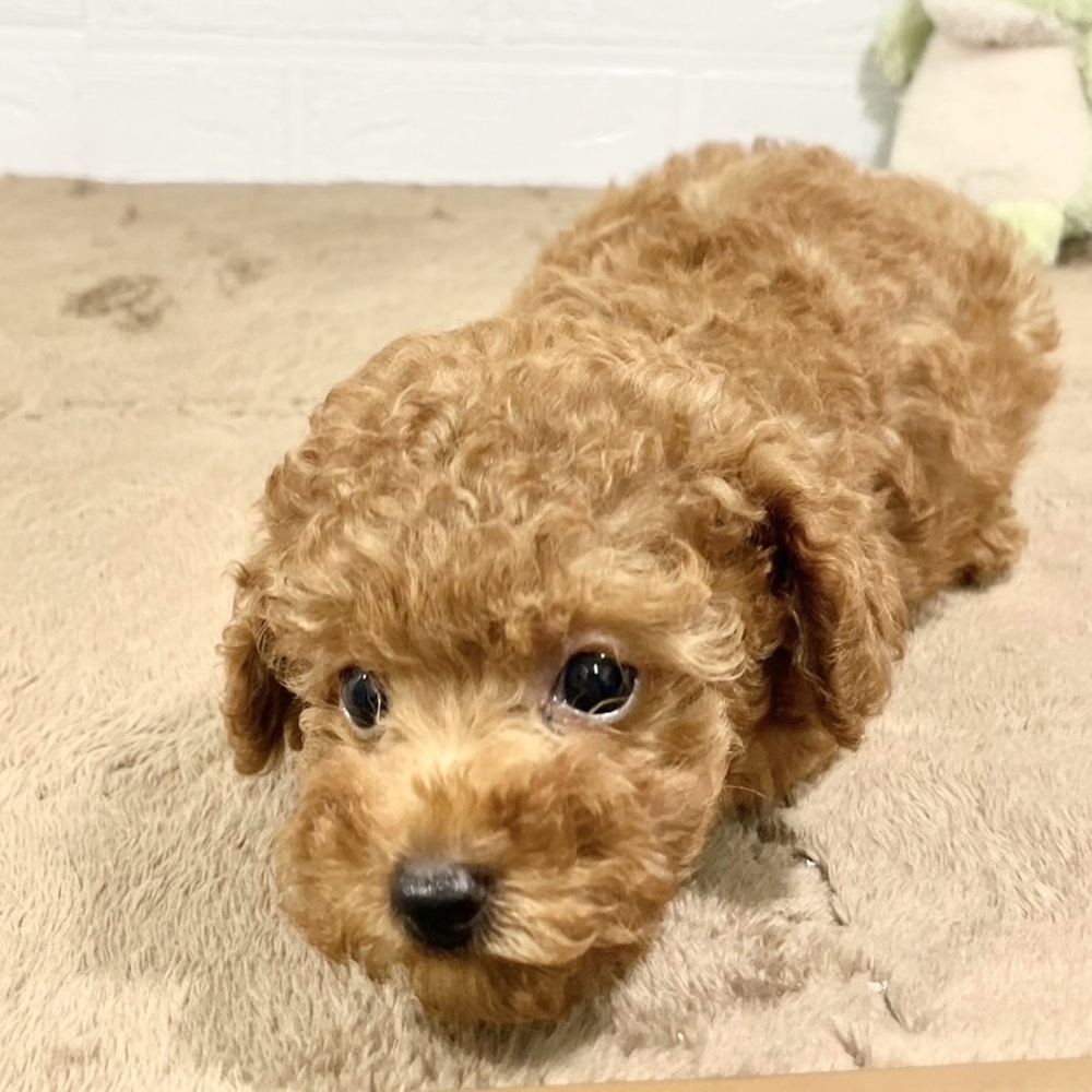 兵庫県のトイプードル(トイ) (犬の家＆猫の里ニッケパークタウン加古川店/2025年5月15日生まれ/女の子/レッドフォーン)の子犬の3枚目の画像