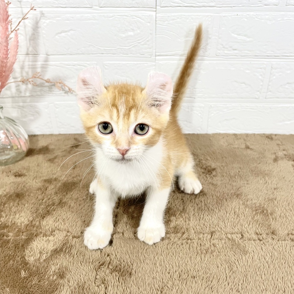 兵庫県のアメリカンカール (犬の家＆猫の里ニッケパークタウン加古川店/2025年5月10日生まれ/男の子/レッドタビーホワイト)の子猫の1枚目の画像