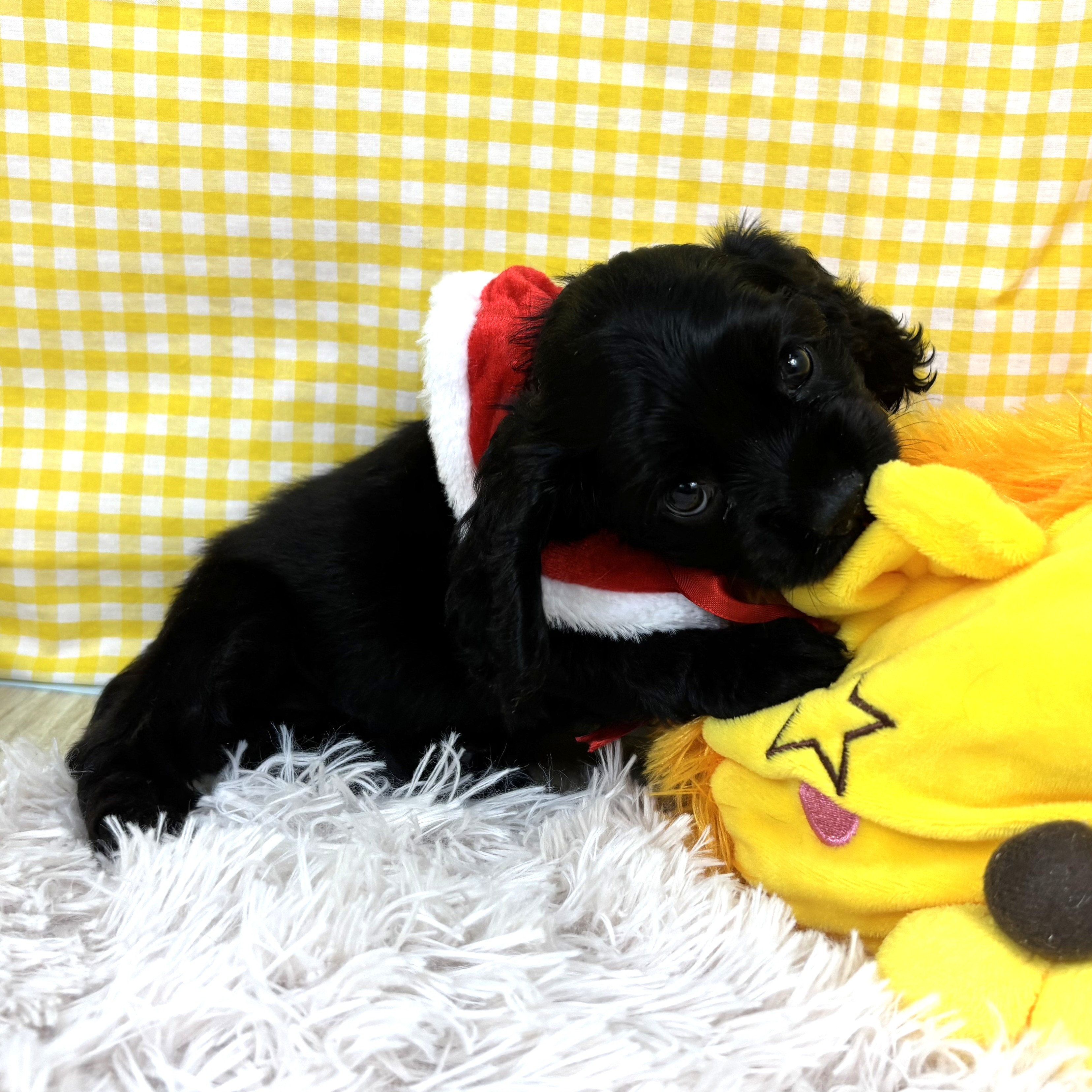 兵庫県のアメリカンコッカースパニエル (犬の家＆猫の里川西店/2025年10月26日生まれ/女の子/ブラック)の子犬の3枚目の画像