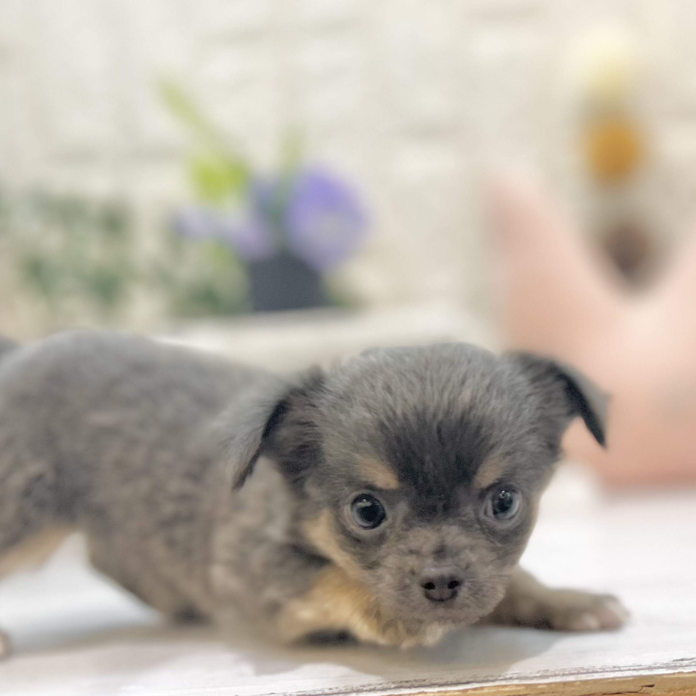 岡山県のチワワ(ロング) (犬の家＆猫の里倉敷店/2025年6月15日生まれ/女の子/ブルータン)の子犬の3枚目の画像