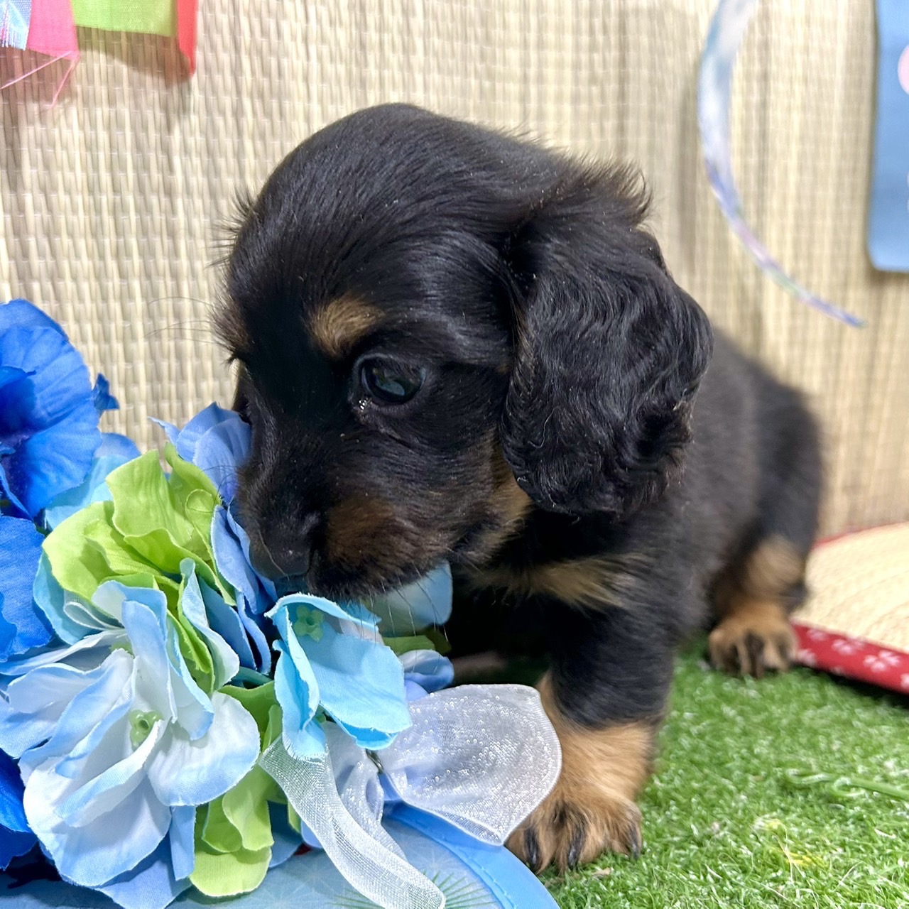 神奈川県のミニチュアダックスフンド(ロング) (犬の家＆猫の里小田原店/2026年4月19日生まれ/男の子/ブラックタン)の子犬の3枚目の画像