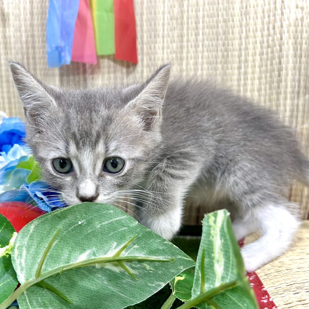神奈川県のミヌエット (犬の家＆猫の里小田原店/2026年4月17日生まれ/男の子/ブルータビーホワイト)の子猫の3枚目の画像