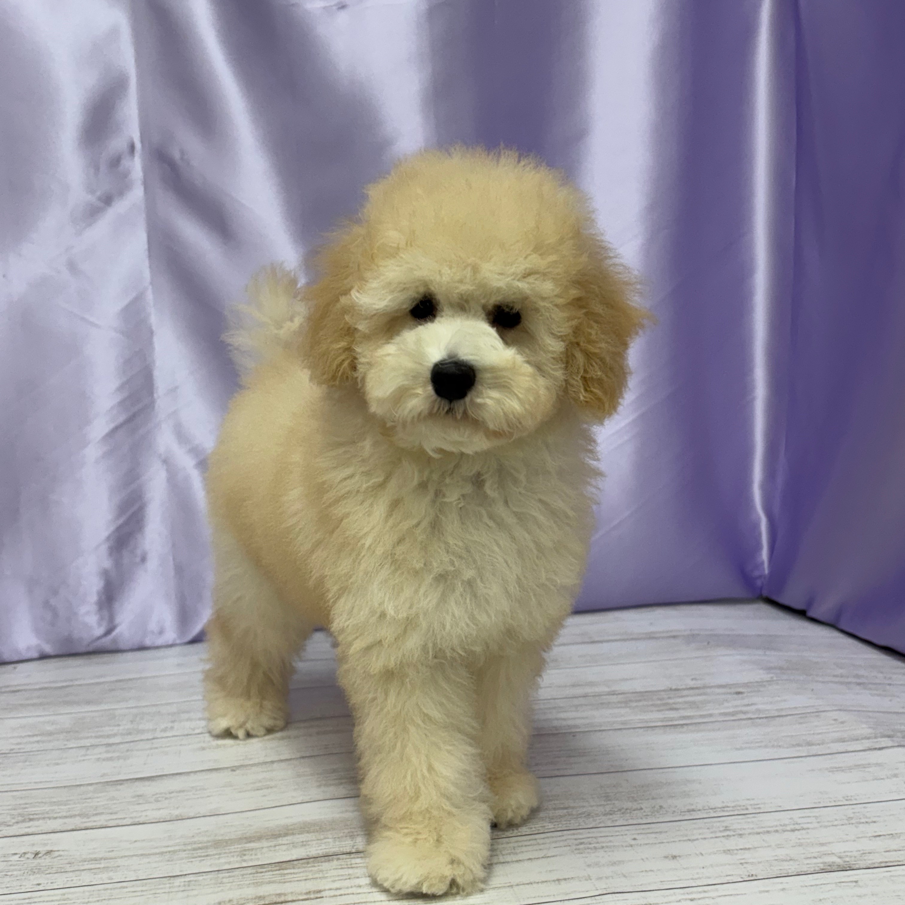 兵庫県のトイプードル(トイ) (犬の家＆猫の里尼崎店/2025年7月1日生まれ/男の子/クリーム)の子犬の3枚目の画像