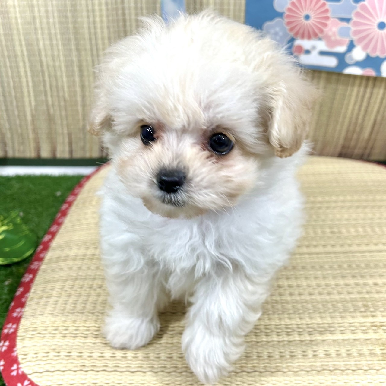 神奈川県のポメプー(ポメラニアン×プードル) (犬の家＆猫の里小田原店/2026年4月20日生まれ/男の子/クリーム)の子犬の3枚目の画像