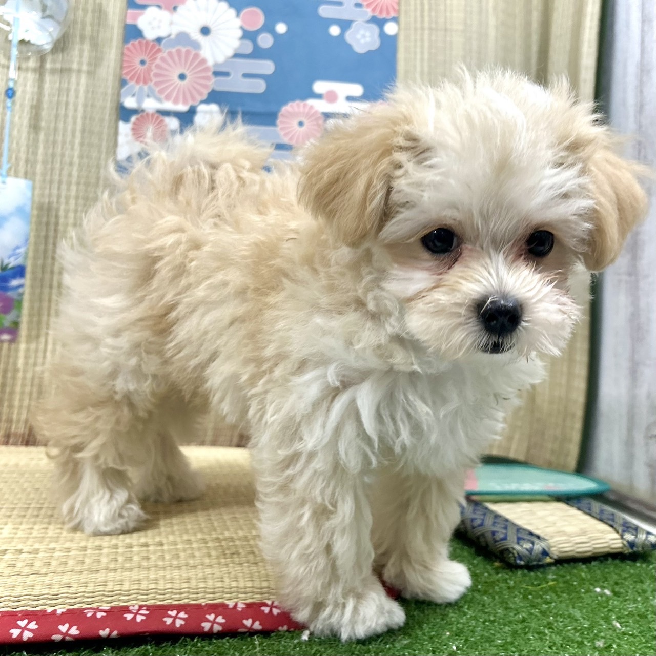 神奈川県のマルプー(マルチーズ×プードル) (犬の家＆猫の里小田原店/2026年4月13日生まれ/男の子/クリームホワイト)の子犬の3枚目の画像