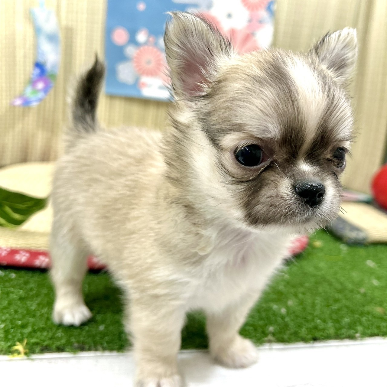 神奈川県のチワワ(ロング) (犬の家＆猫の里小田原店/2026年4月20日生まれ/男の子/フォーンホワイト)の子犬の3枚目の画像