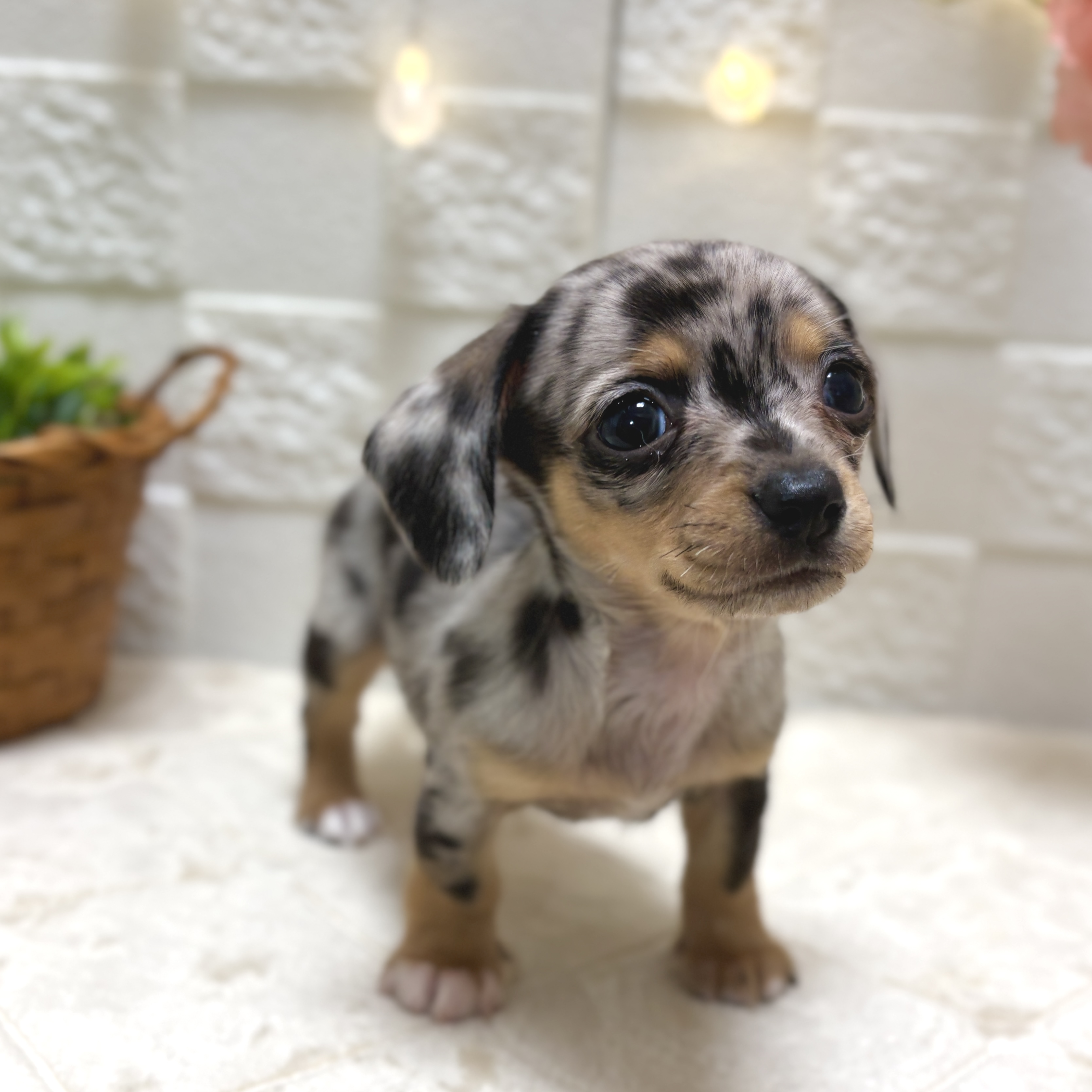 東京都のチワックス(チワワ×ダックス) (犬の家＆猫の里ペットフォレスト小平店/2026年2月3日生まれ/男の子/ブルーマール)の子犬の3枚目の画像