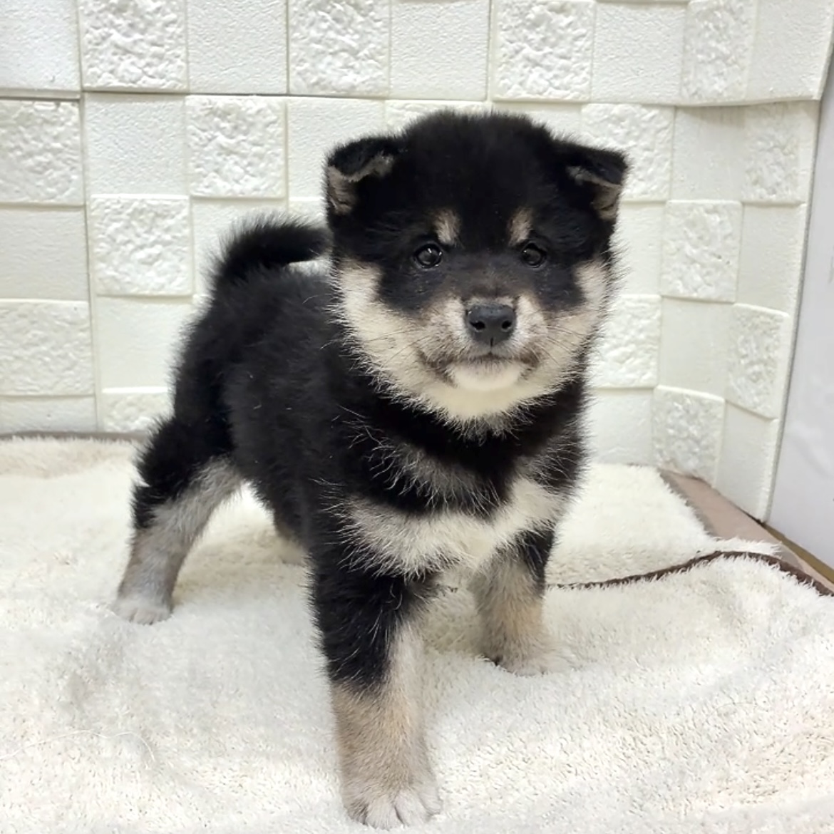 愛知県の柴犬(標準サイズ) (犬の家＆猫の里碧南店/2025年11月10日生まれ/女の子/黒)の子犬