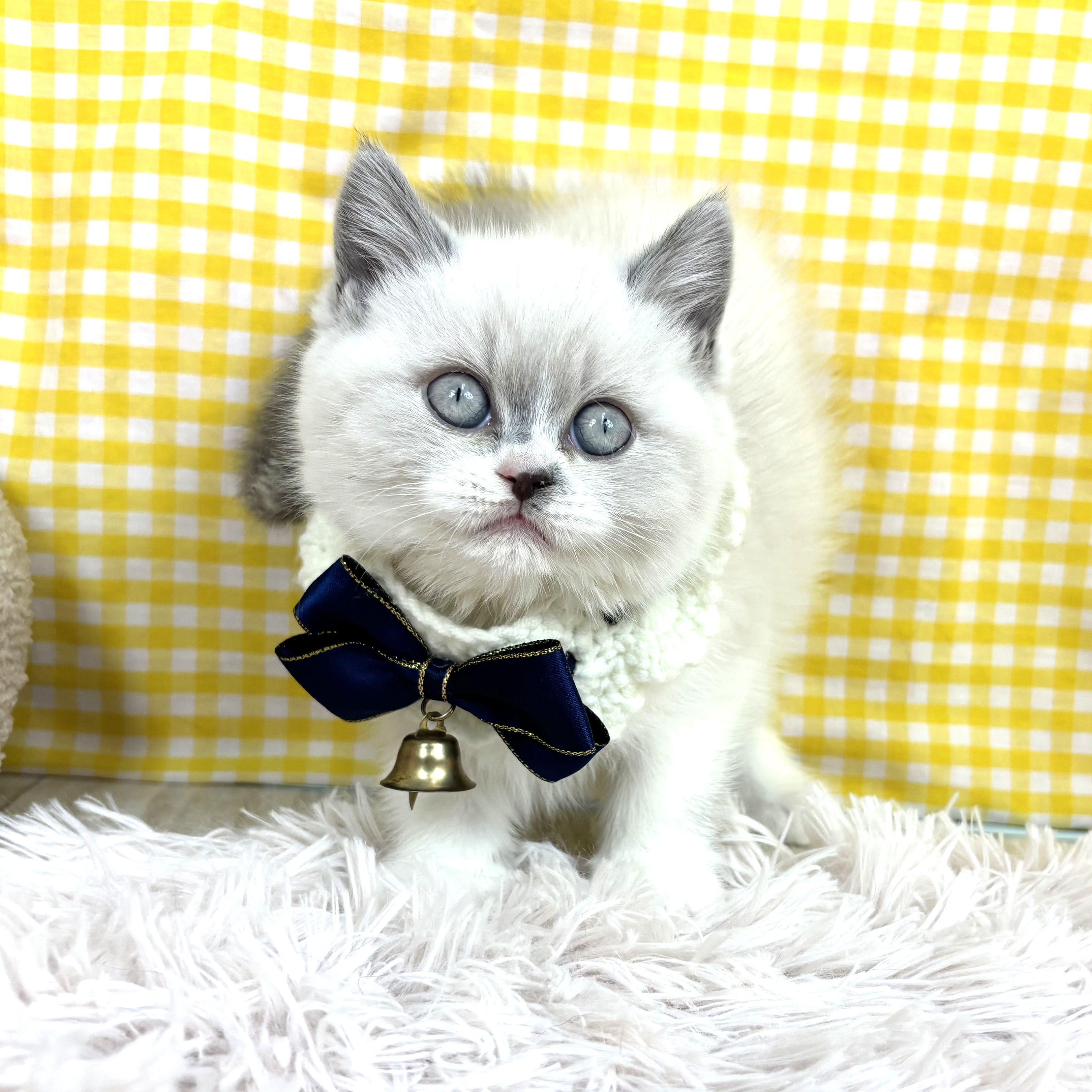 兵庫県のブリティッシュショートヘアー (犬の家＆猫の里川西店/2025年10月29日生まれ/女の子/ブルーポイントホワイト)の子猫の1枚目の画像