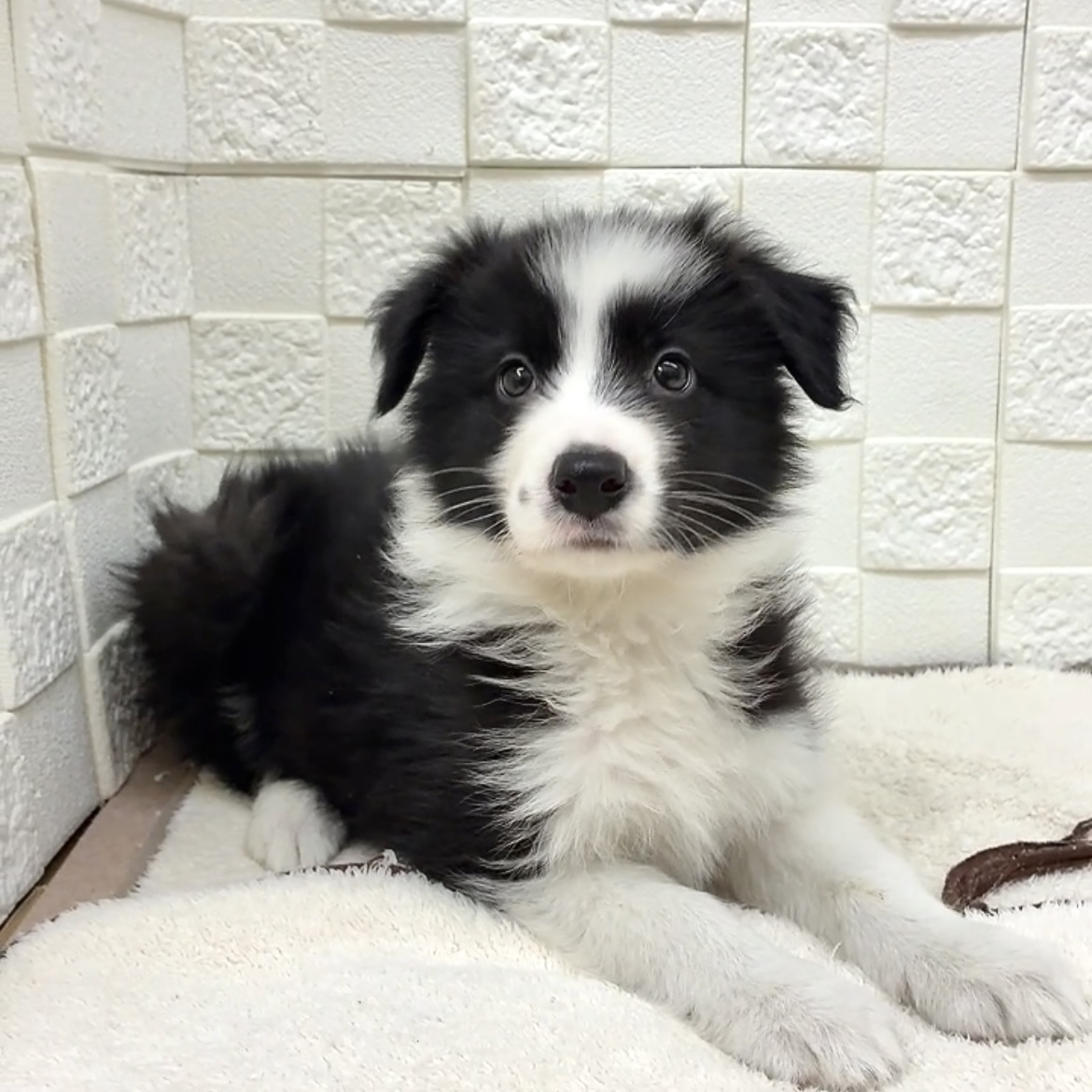 愛知県のボーダーコリー (犬の家＆猫の里碧南店/2025年11月11日生まれ/男の子/ブラックホワイト)の子犬の3枚目の画像