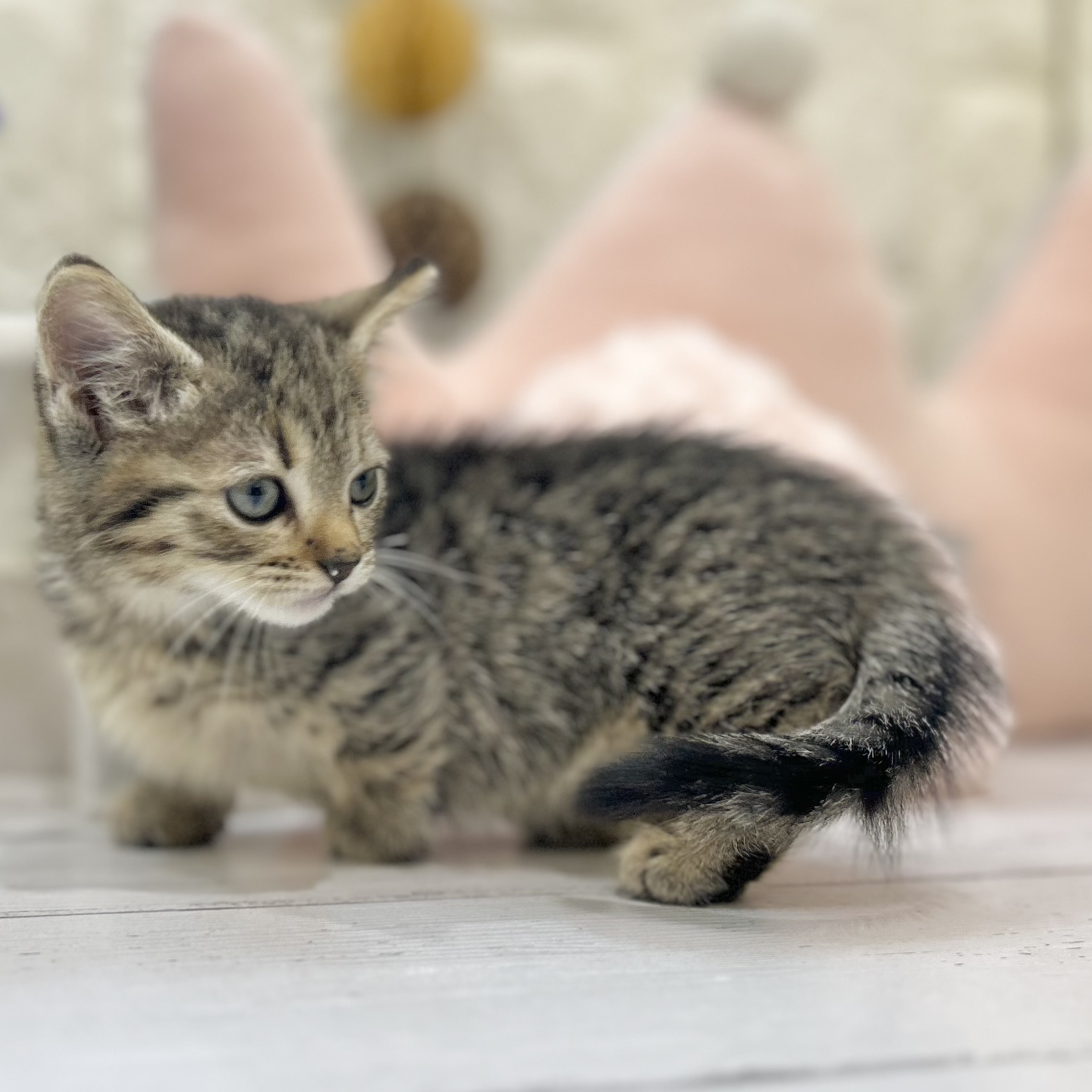 岡山県のマンチカン (犬の家＆猫の里倉敷店/2025年6月21日生まれ/女の子/ブラウンマッカレルタビー)の子猫の3枚目の画像