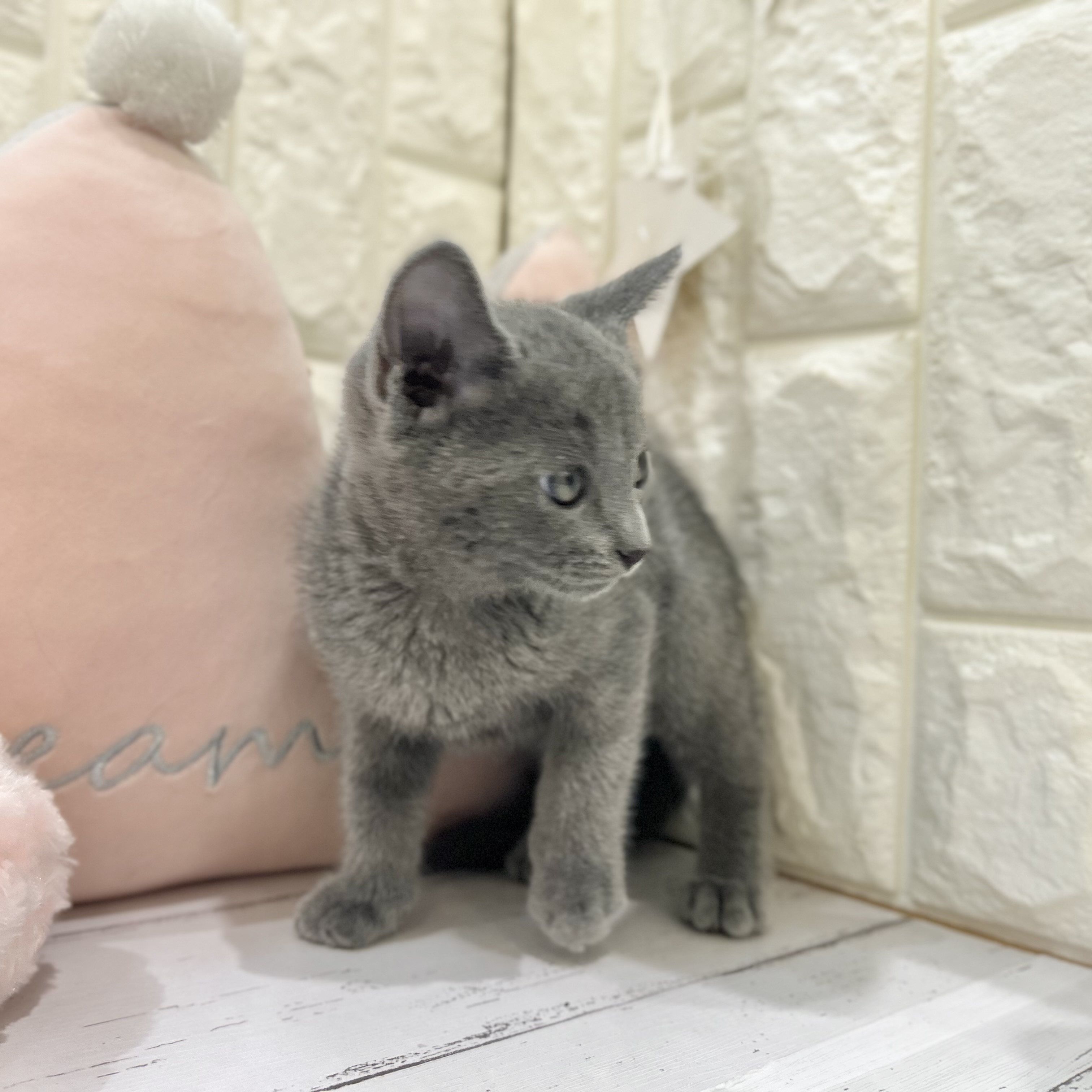 岡山県のロシアンブルー (犬の家＆猫の里倉敷店/2025年6月14日生まれ/男の子/ブルー)の子猫の3枚目の画像